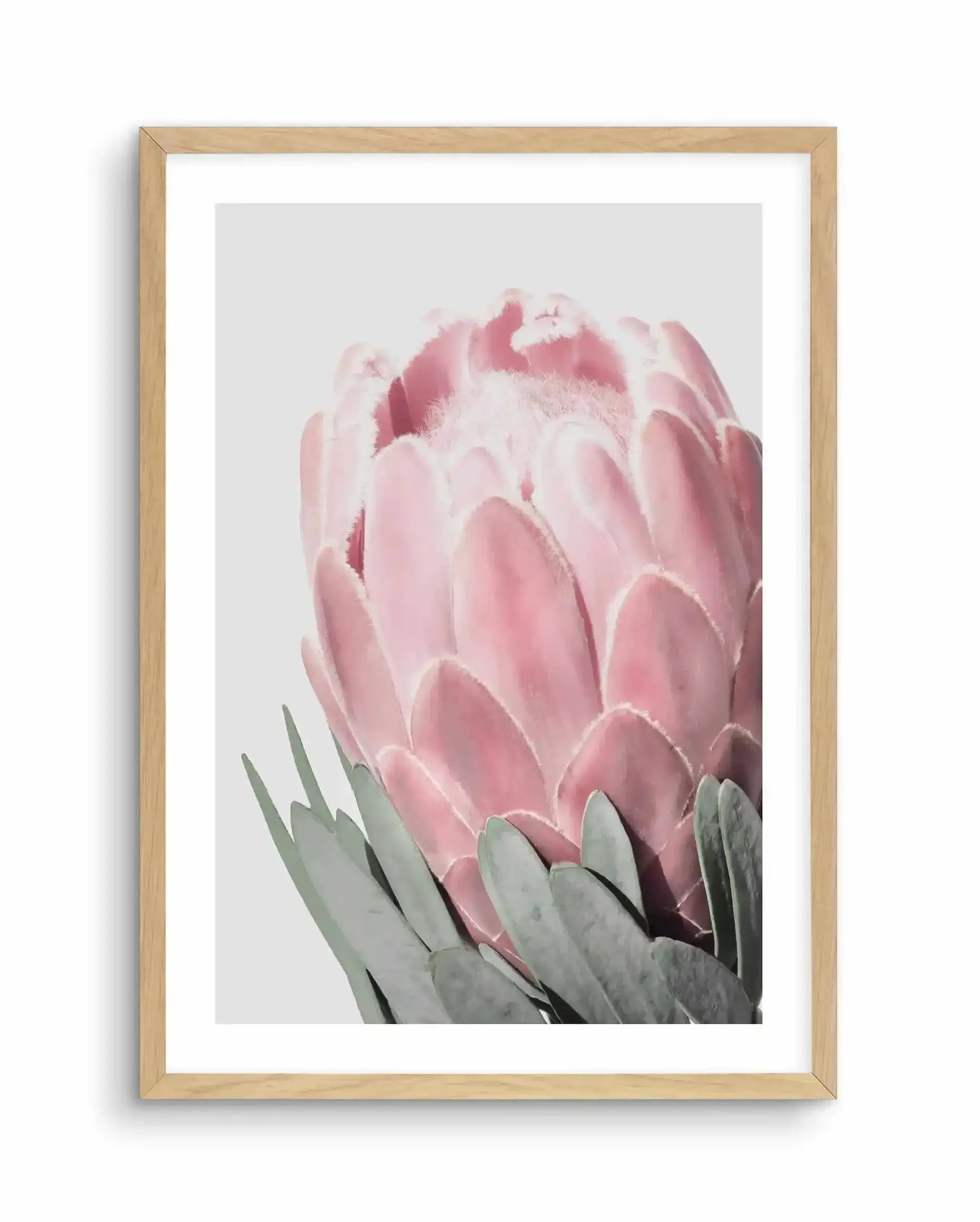 Queen Protea Art Print-PRINT-Olive et Oriel-Olive et Oriel-A4 | 8.3" x 11.7" | 21 x 29.7cm-Oak-With White Border-Buy-Australian-Art-Prints-Online-with-Olive-et-Oriel-Your-Artwork-Specialists-Austrailia-Decorate-With-Coastal-Photo-Wall-Art-Prints-From-Our-Beach-House-Artwork-Collection-Fine-Poster-and-Framed-Artwork