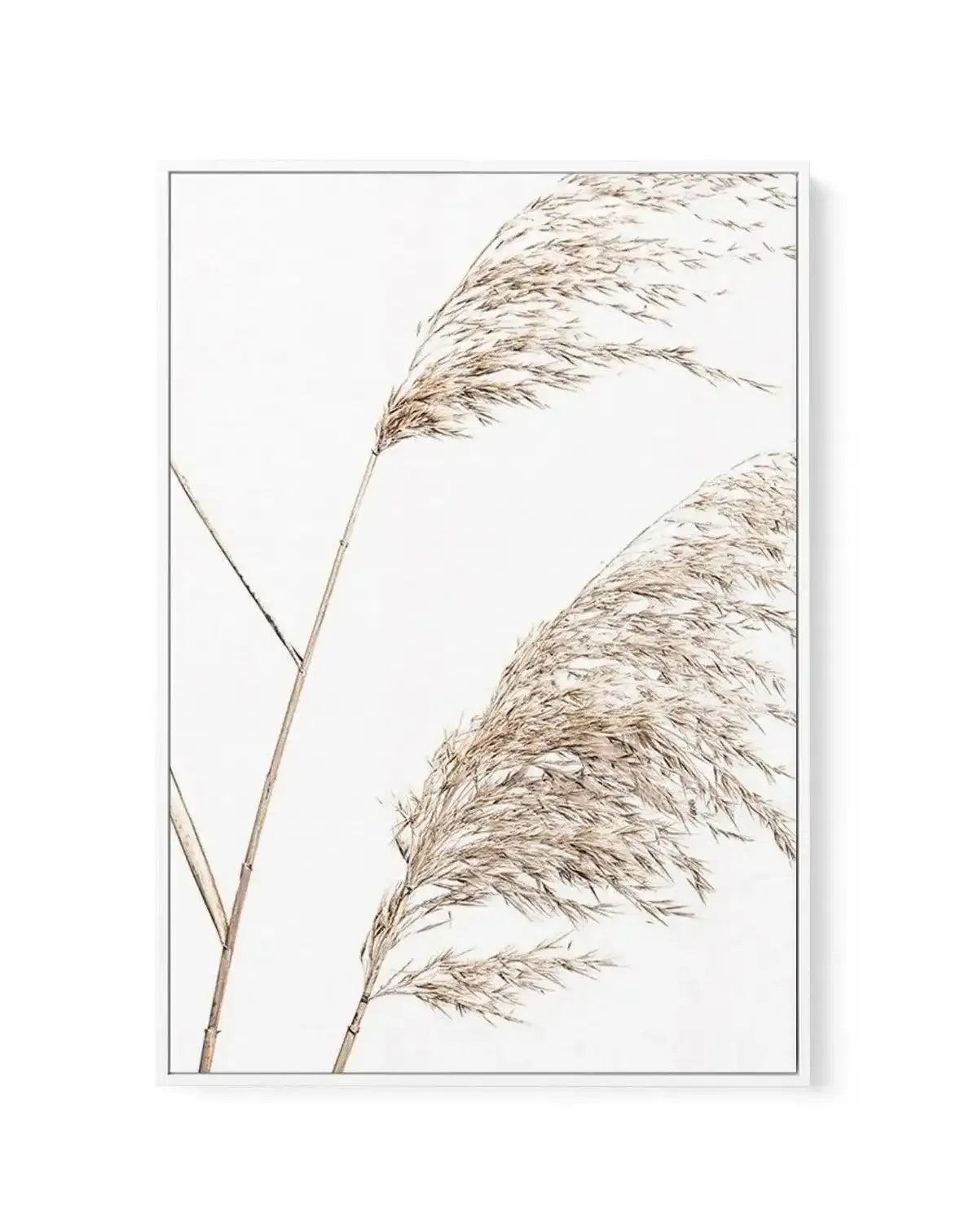 Sea Grass I | Framed Canvas-CANVAS-You can shop wall art online with Olive et Oriel for everything from abstract art to fun kids wall art. Our beautiful modern art prints and canvas art are available from large canvas prints to wall art paintings and our proudly Australian artwork collection offers only the highest quality framed large wall art and canvas art Australia - You can buy fashion photography prints or Hampton print posters and paintings on canvas from Olive et Oriel and have them deli