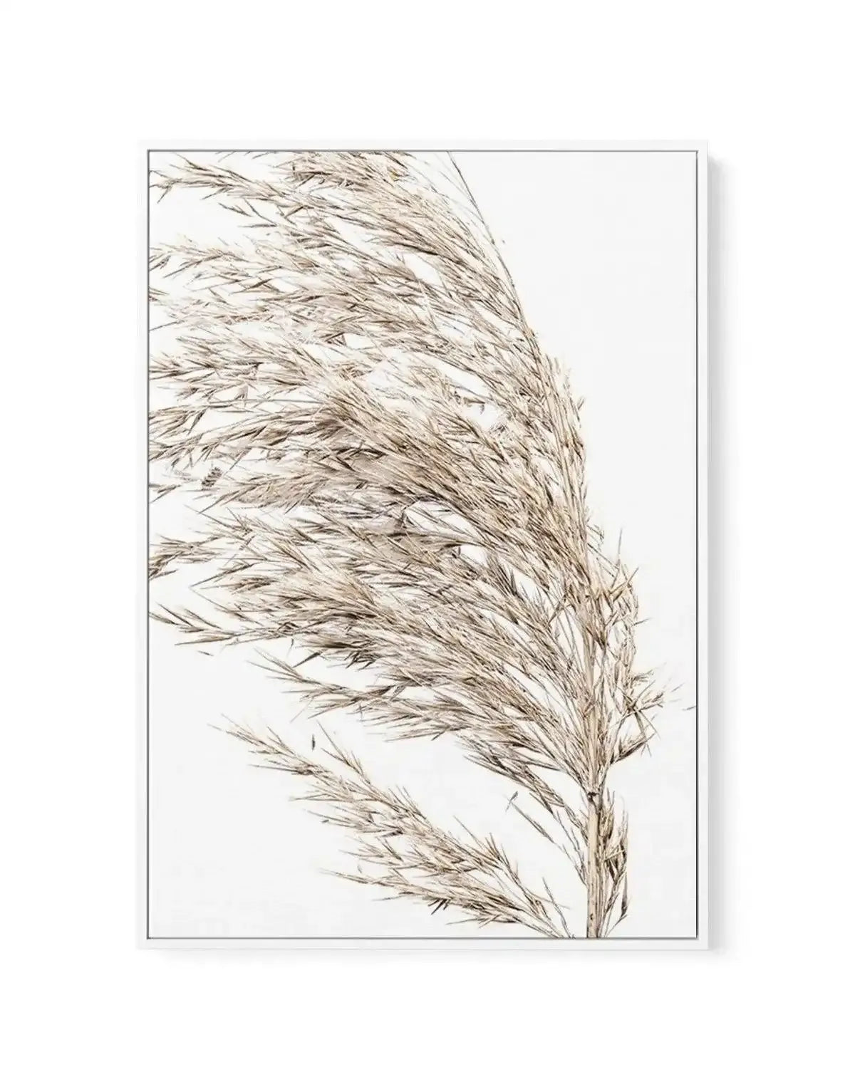 Sea Grass II | Framed Canvas-CANVAS-You can shop wall art online with Olive et Oriel for everything from abstract art to fun kids wall art. Our beautiful modern art prints and canvas art are available from large canvas prints to wall art paintings and our proudly Australian artwork collection offers only the highest quality framed large wall art and canvas art Australia - You can buy fashion photography prints or Hampton print posters and paintings on canvas from Olive et Oriel and have them del