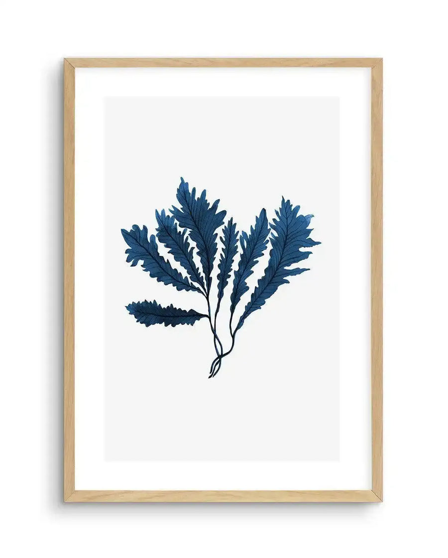 Watercolour art print featuring a cluster of deep indigo blue sea kelp fronds with ruffled edges, printed on fine art paper and displayed in a natural oak frame with white border.
