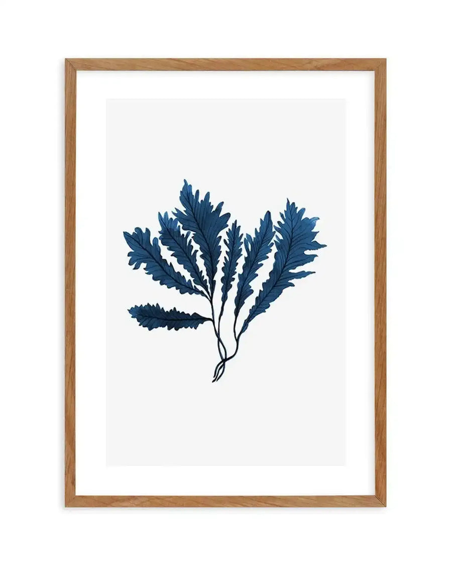 Watercolour art print featuring a cluster of sea kelp in deep indigo blue with serrated edges and delicate black stems, printed on fine art paper and displayed in a natural oak frame with white border.