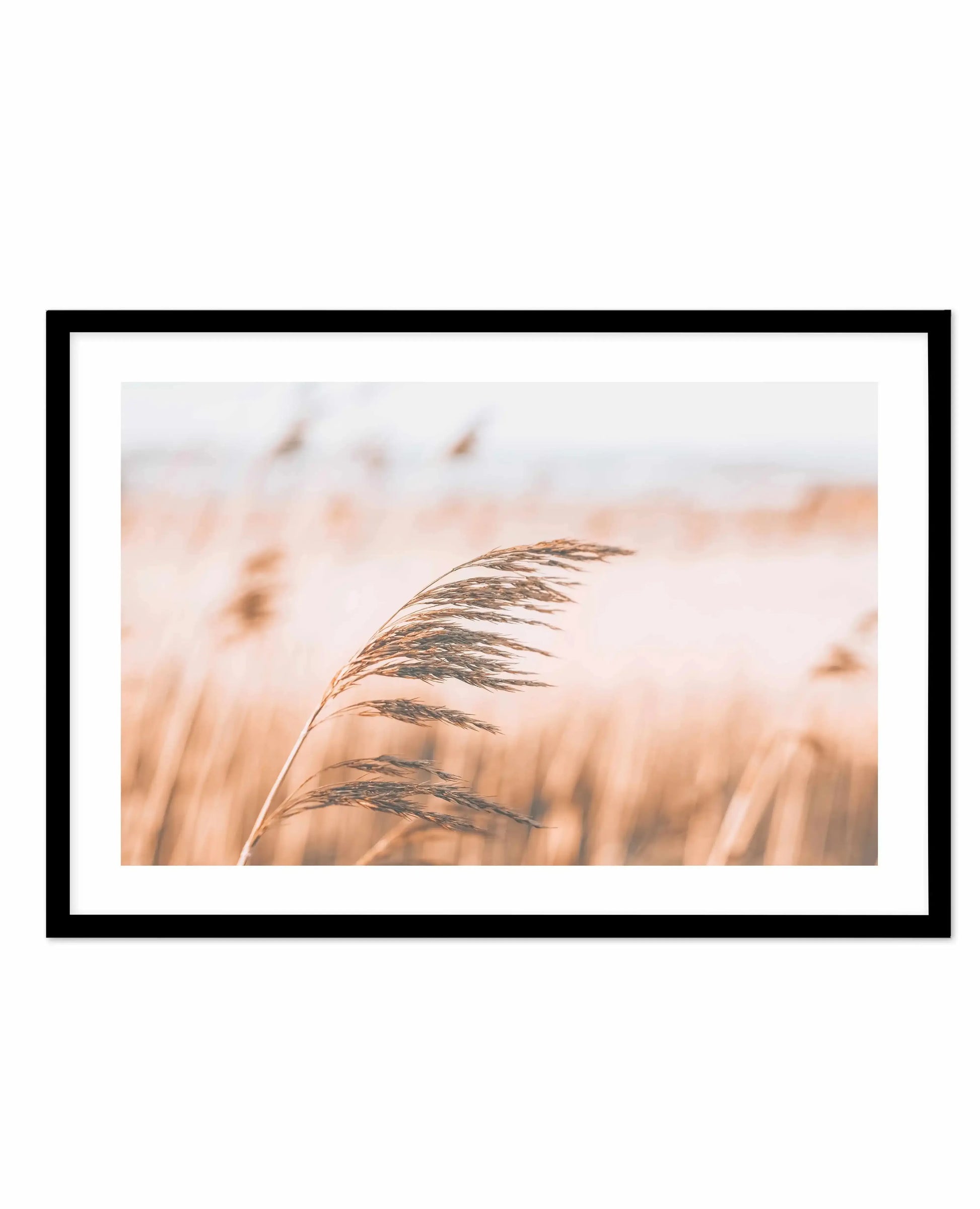 Seagrass In The Wind II | LS Art Print-PRINT-Olive et Oriel-Olive et Oriel-A5 | 5.8" x 8.3" | 14.8 x 21cm-Black-With White Border-Buy-Australian-Art-Prints-Online-with-Olive-et-Oriel-Your-Artwork-Specialists-Austrailia-Decorate-With-Coastal-Photo-Wall-Art-Prints-From-Our-Beach-House-Artwork-Collection-Fine-Poster-and-Framed-Artwork