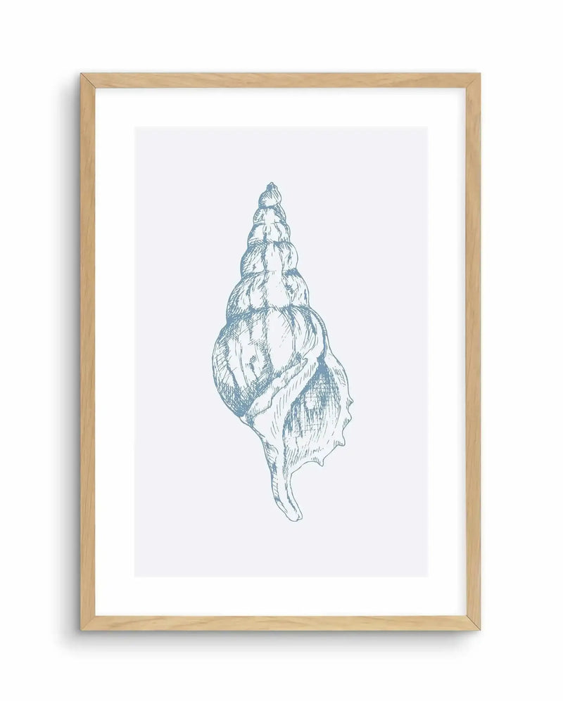 Framed art print of a seashell rendered in blue-grey pen and ink illustration style. The Atlantic Triton shell is depicted in profile view, showing its elongated spiral form with detailed cross-hatching and line work that emphasizes the shell's ridged texture and dimensional form. The artwork is centered on a white background with a white border, housed in a natural wood frame.