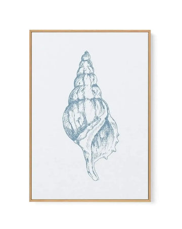 Seashell | Atlantic Triton | Framed Canvas-CANVAS-You can shop wall art online with Olive et Oriel for everything from abstract art to fun kids wall art. Our beautiful modern art prints and canvas art are available from large canvas prints to wall art paintings and our proudly Australian artwork collection offers only the highest quality framed large wall art and canvas art Australia - You can buy fashion photography prints or Hampton print posters and paintings on canvas from Olive et Oriel and