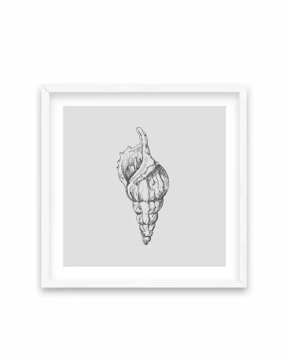 Seashell | Atlantic Triton SQ Art Print-PRINT-Olive et Oriel-Olive et Oriel-70x70 cm | 27.5" x 27.5"-White-With White Border-Buy-Australian-Art-Prints-Online-with-Olive-et-Oriel-Your-Artwork-Specialists-Austrailia-Decorate-With-Coastal-Photo-Wall-Art-Prints-From-Our-Beach-House-Artwork-Collection-Fine-Poster-and-Framed-Artwork