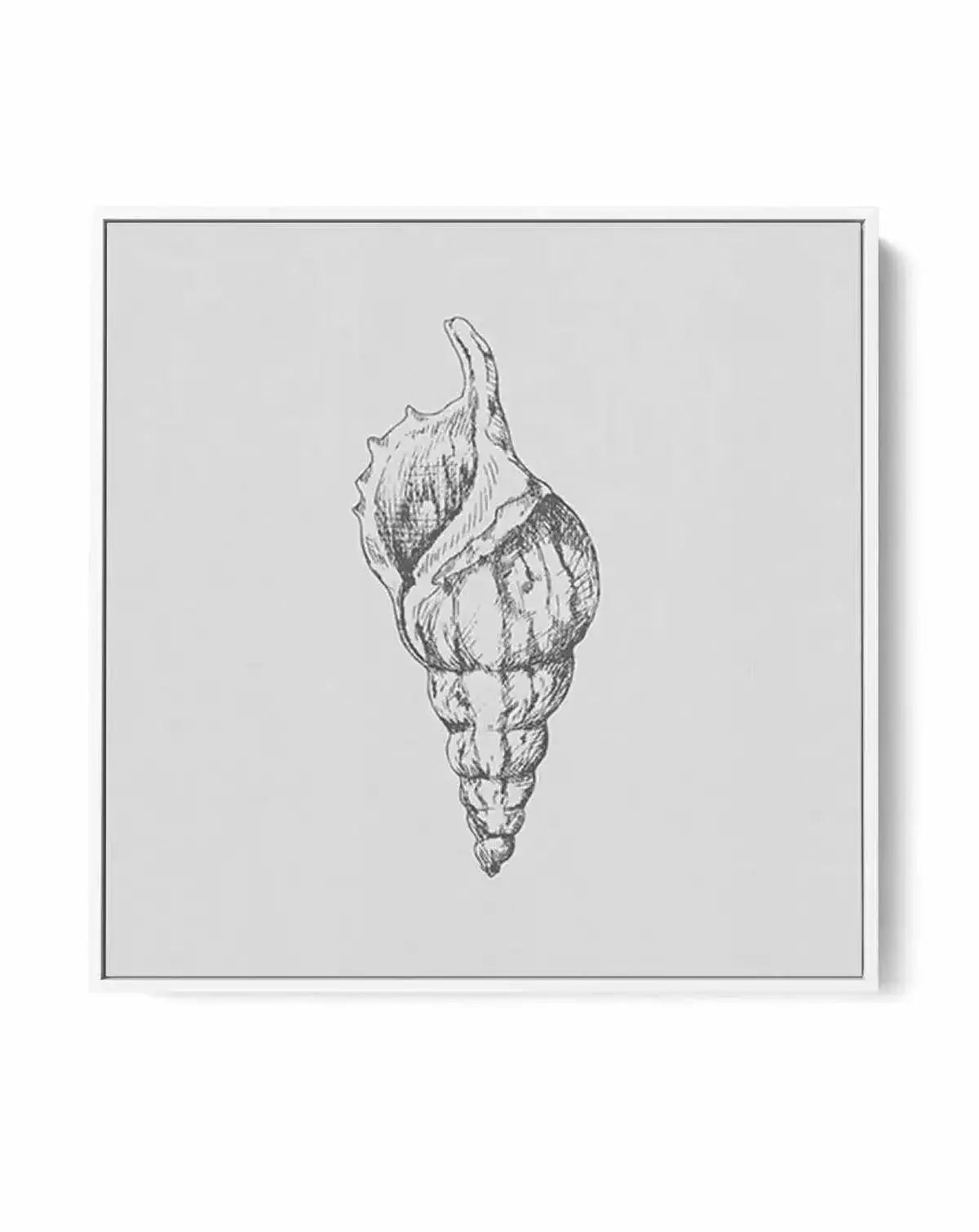 Seashell | Atlantic Triton SQ | Framed Canvas-CANVAS-You can shop wall art online with Olive et Oriel for everything from abstract art to fun kids wall art. Our beautiful modern art prints and canvas art are available from large canvas prints to wall art paintings and our proudly Australian artwork collection offers only the highest quality framed large wall art and canvas art Australia - You can buy fashion photography prints or Hampton print posters and paintings on canvas from Olive et Oriel 