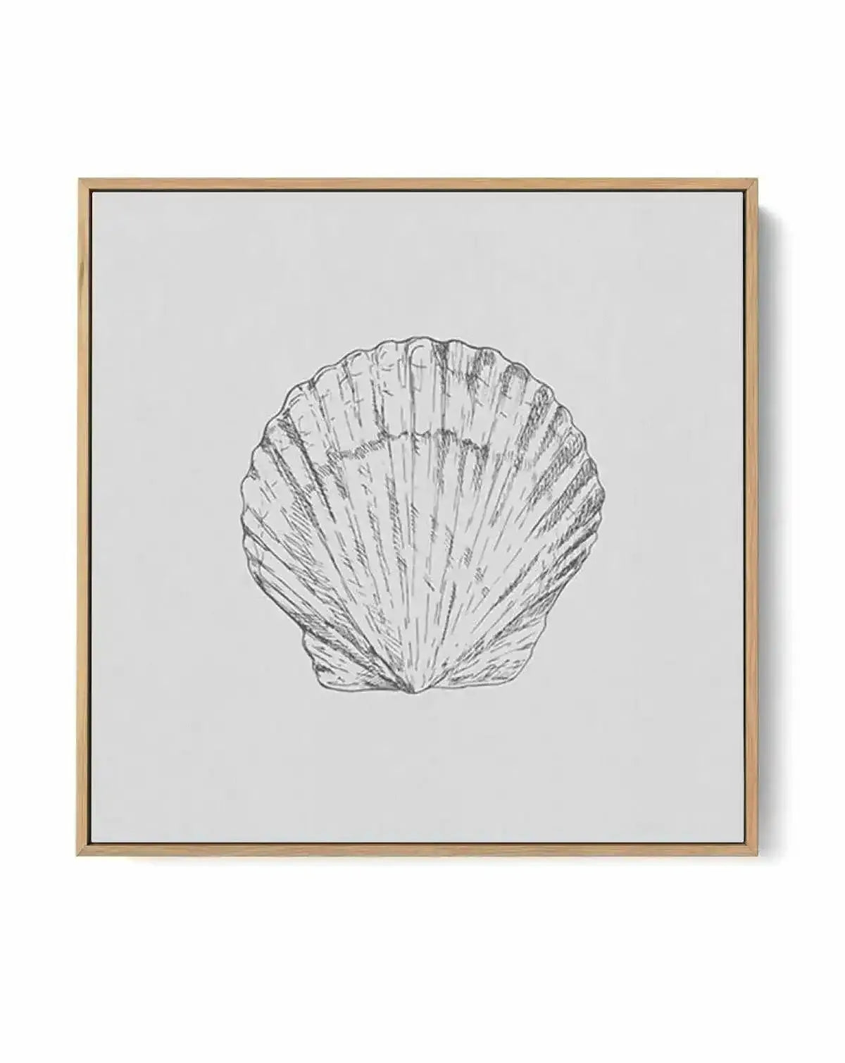 Seashell | Bay Scallop SQ | Framed Canvas-CANVAS-You can shop wall art online with Olive et Oriel for everything from abstract art to fun kids wall art. Our beautiful modern art prints and canvas art are available from large canvas prints to wall art paintings and our proudly Australian artwork collection offers only the highest quality framed large wall art and canvas art Australia - You can buy fashion photography prints or Hampton print posters and paintings on canvas from Olive et Oriel and 