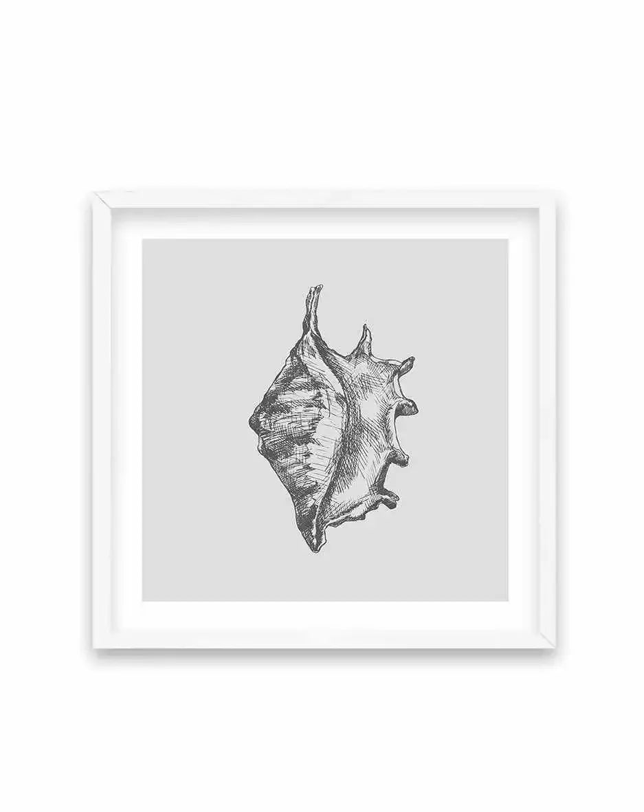 Seashell | Conch SQ Art Print-PRINT-Olive et Oriel-Olive et Oriel-70x70 cm | 27.5" x 27.5"-White-With White Border-Buy-Australian-Art-Prints-Online-with-Olive-et-Oriel-Your-Artwork-Specialists-Austrailia-Decorate-With-Coastal-Photo-Wall-Art-Prints-From-Our-Beach-House-Artwork-Collection-Fine-Poster-and-Framed-Artwork