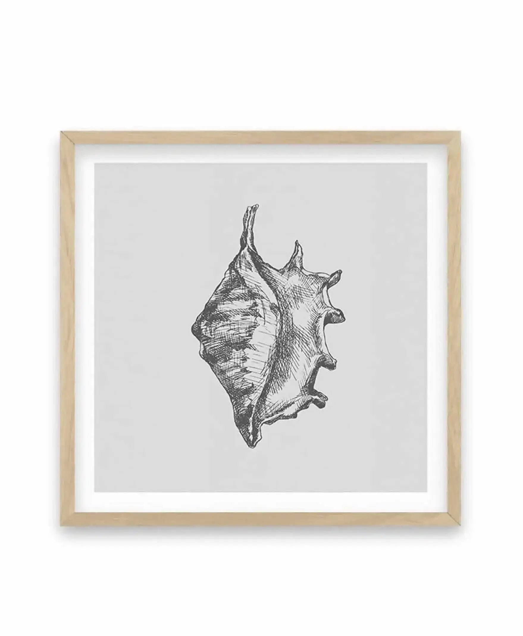 Seashell | Conch SQ Art Print-PRINT-Olive et Oriel-Olive et Oriel-70x70 cm | 27.5" x 27.5"-Oak-With White Border-Buy-Australian-Art-Prints-Online-with-Olive-et-Oriel-Your-Artwork-Specialists-Austrailia-Decorate-With-Coastal-Photo-Wall-Art-Prints-From-Our-Beach-House-Artwork-Collection-Fine-Poster-and-Framed-Artwork
