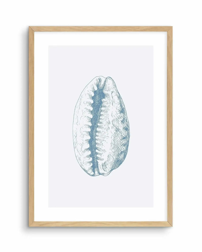 Detailed pen and ink illustration of a tiger cowrie seashell displayed in a natural wood frame with white border. The drawing shows the shell's distinctive oval shape with symmetrical ridged texture and central dark stripe running lengthwise. Fine cross-hatching creates depth and dimension, rendered in muted blue-grey tones against a white background. The artwork has a naturalistic, scientific illustration style with careful attention to the shell's organic surface patterns and curved form.