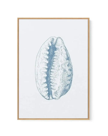 Seashell | Tiger Cowrie | Framed Canvas-CANVAS-You can shop wall art online with Olive et Oriel for everything from abstract art to fun kids wall art. Our beautiful modern art prints and canvas art are available from large canvas prints to wall art paintings and our proudly Australian artwork collection offers only the highest quality framed large wall art and canvas art Australia - You can buy fashion photography prints or Hampton print posters and paintings on canvas from Olive et Oriel and ha