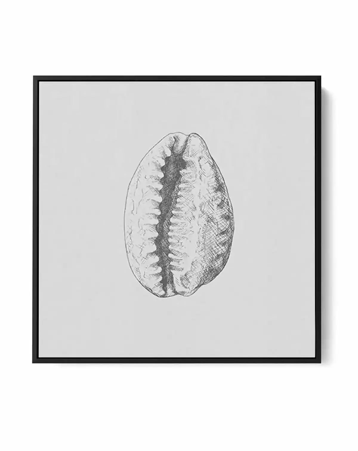 Seashell | Tiger Cowrie SQ | Framed Canvas-CANVAS-You can shop wall art online with Olive et Oriel for everything from abstract art to fun kids wall art. Our beautiful modern art prints and canvas art are available from large canvas prints to wall art paintings and our proudly Australian artwork collection offers only the highest quality framed large wall art and canvas art Australia - You can buy fashion photography prints or Hampton print posters and paintings on canvas from Olive et Oriel and