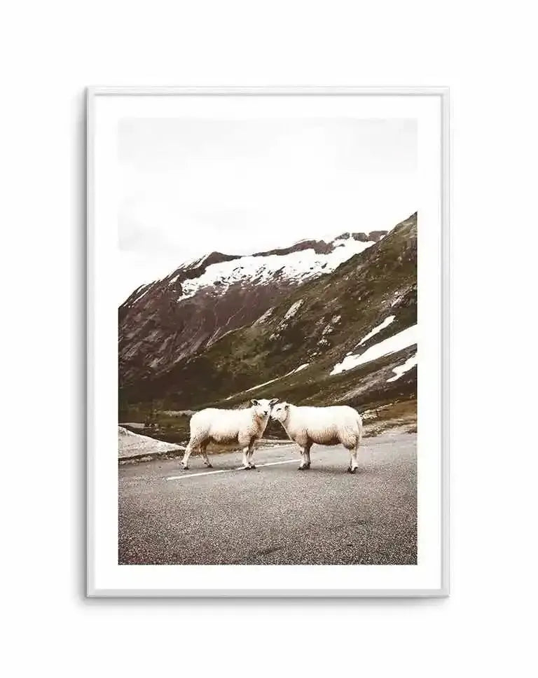 Sheep On The Road Art Print-PRINT-Olive et Oriel-Olive et Oriel-A5 | 5.8" x 8.3" | 14.8 x 21cm-Unframed Art Print-With White Border-Buy-Australian-Art-Prints-Online-with-Olive-et-Oriel-Your-Artwork-Specialists-Austrailia-Decorate-With-Coastal-Photo-Wall-Art-Prints-From-Our-Beach-House-Artwork-Collection-Fine-Poster-and-Framed-Artwork