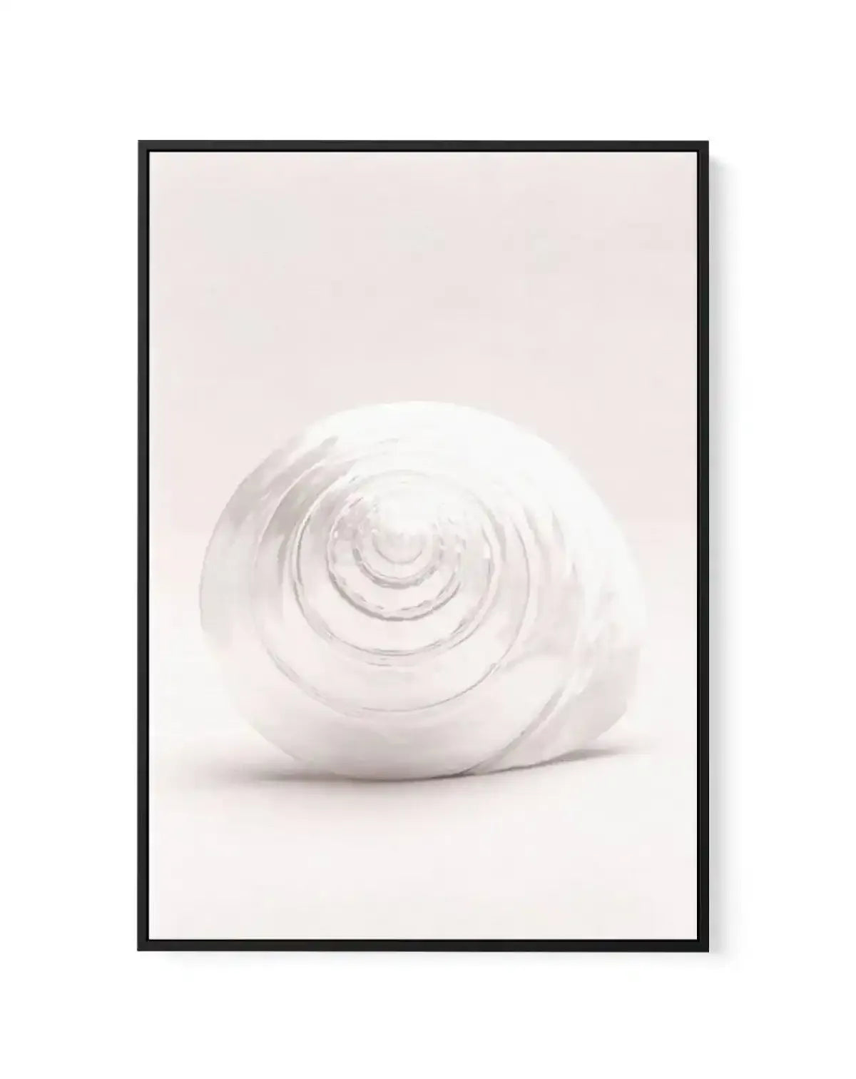 Shell I | Framed Canvas-CANVAS-You can shop wall art online with Olive et Oriel for everything from abstract art to fun kids wall art. Our beautiful modern art prints and canvas art are available from large canvas prints to wall art paintings and our proudly Australian artwork collection offers only the highest quality framed large wall art and canvas art Australia - You can buy fashion photography prints or Hampton print posters and paintings on canvas from Olive et Oriel and have them delivere
