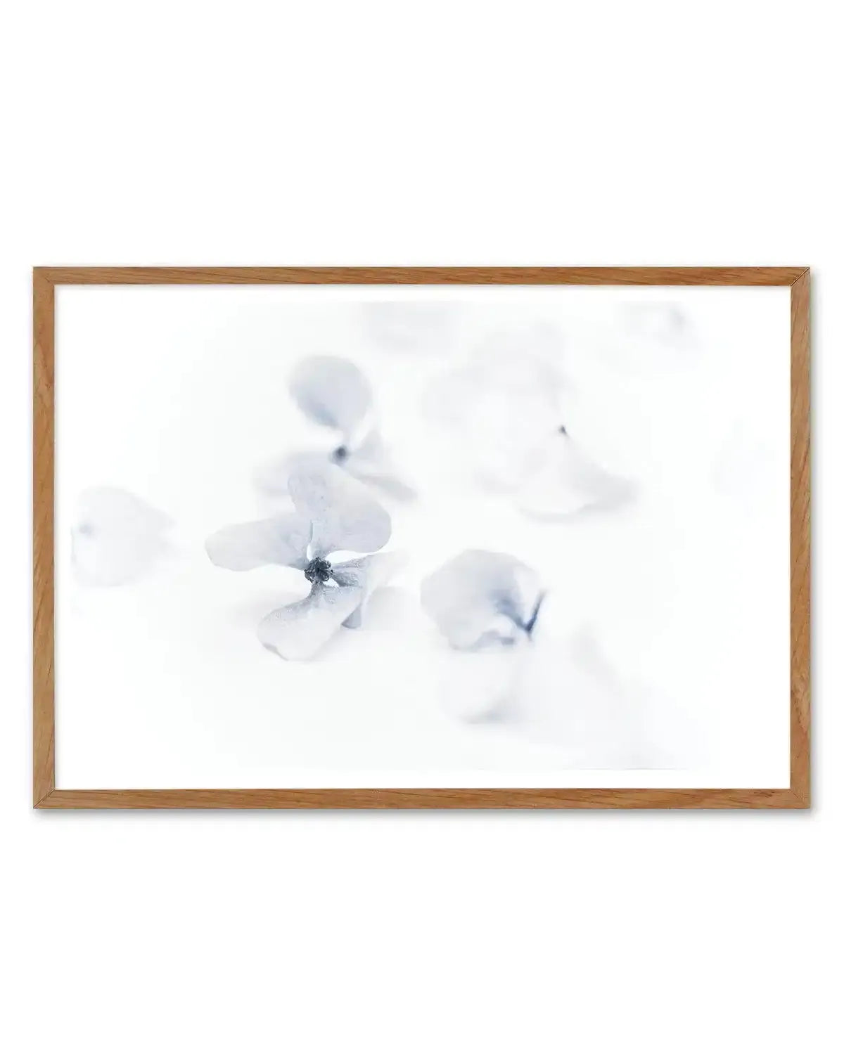 She's So Calm | Hydrangea II Art Print-PRINT-Olive et Oriel-Olive et Oriel-50x70 cm | 19.6" x 27.5"-Walnut-With White Border-Buy-Australian-Art-Prints-Online-with-Olive-et-Oriel-Your-Artwork-Specialists-Austrailia-Decorate-With-Coastal-Photo-Wall-Art-Prints-From-Our-Beach-House-Artwork-Collection-Fine-Poster-and-Framed-Artwork