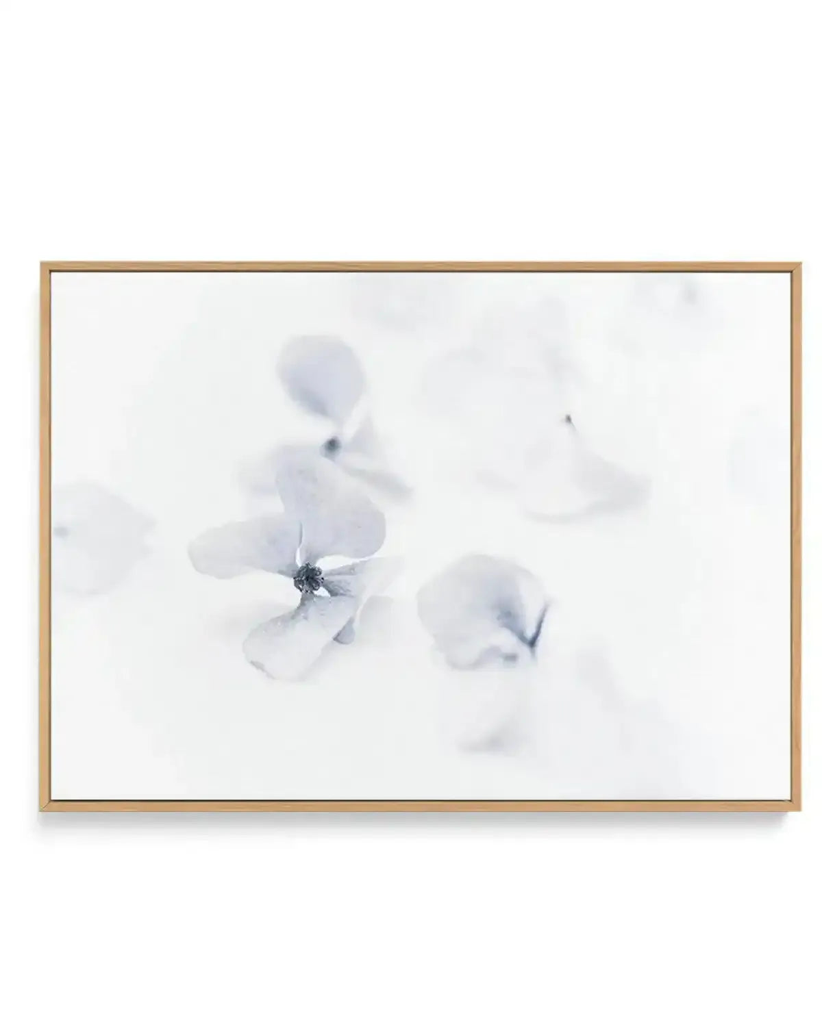 She's So Calm | Hydrangea II | Framed Canvas-CANVAS-You can shop wall art online with Olive et Oriel for everything from abstract art to fun kids wall art. Our beautiful modern art prints and canvas art are available from large canvas prints to wall art paintings and our proudly Australian artwork collection offers only the highest quality framed large wall art and canvas art Australia - You can buy fashion photography prints or Hampton print posters and paintings on canvas from Olive et Oriel a