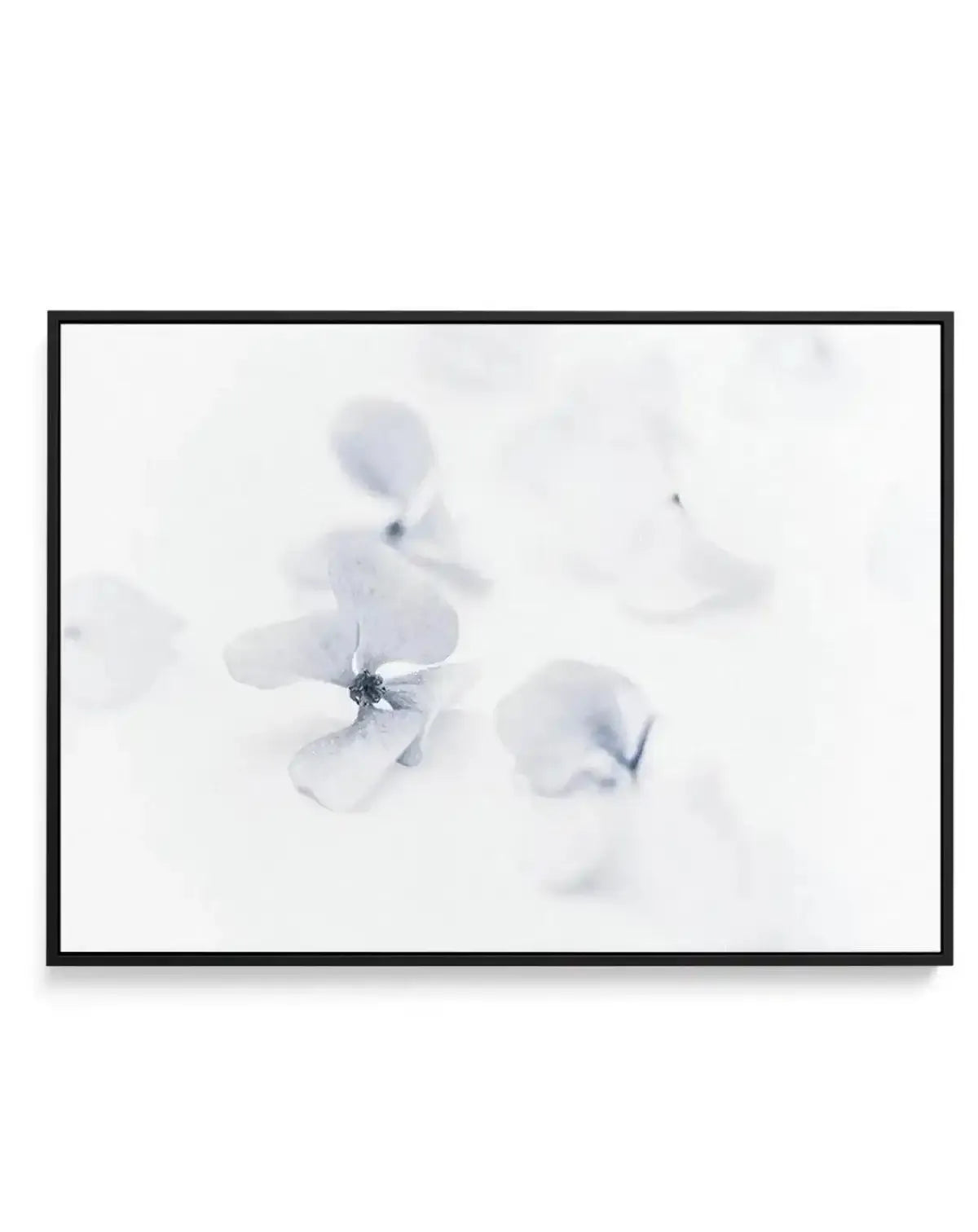 She's So Calm | Hydrangea II | Framed Canvas-CANVAS-You can shop wall art online with Olive et Oriel for everything from abstract art to fun kids wall art. Our beautiful modern art prints and canvas art are available from large canvas prints to wall art paintings and our proudly Australian artwork collection offers only the highest quality framed large wall art and canvas art Australia - You can buy fashion photography prints or Hampton print posters and paintings on canvas from Olive et Oriel a