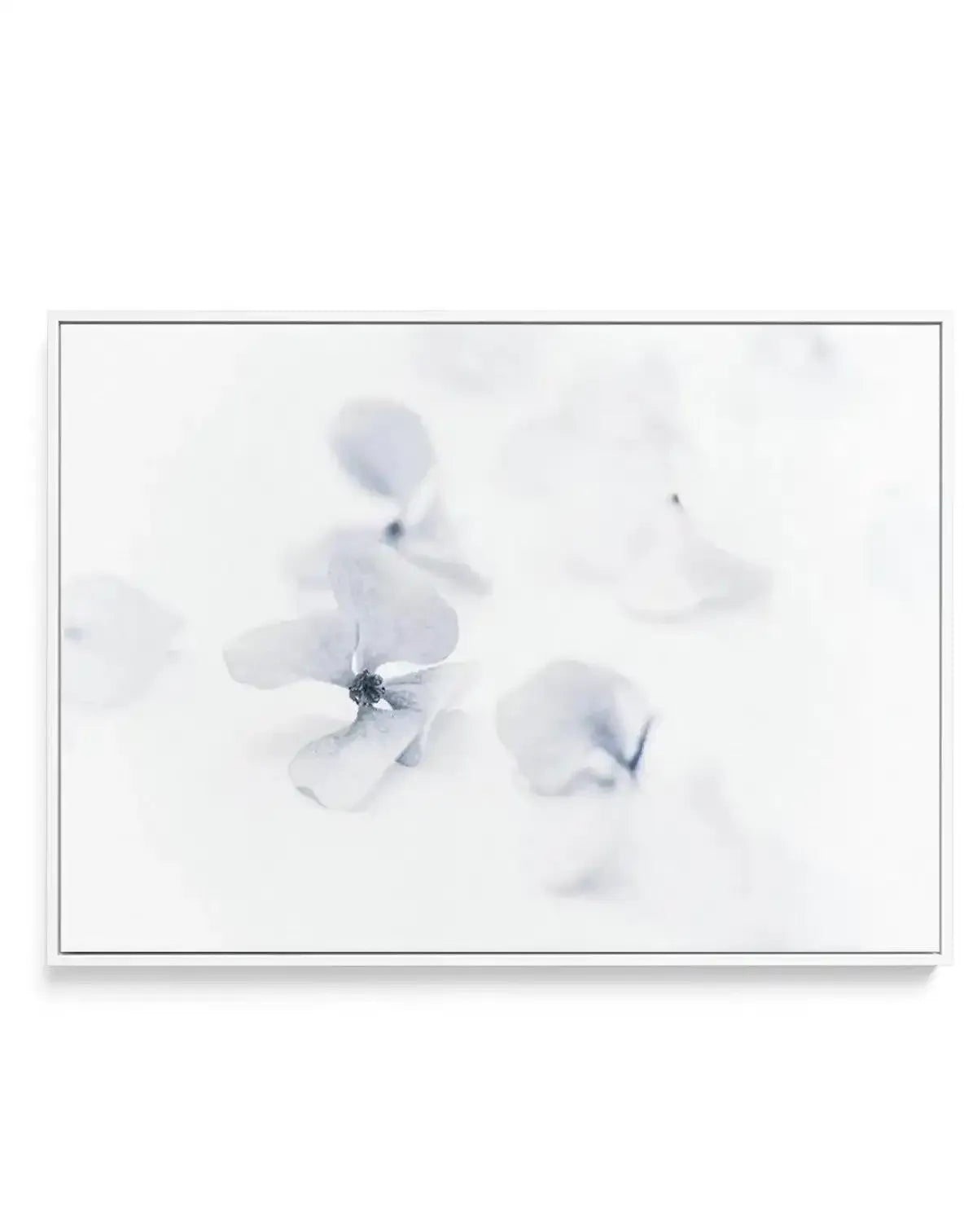 She's So Calm | Hydrangea II | Framed Canvas-CANVAS-You can shop wall art online with Olive et Oriel for everything from abstract art to fun kids wall art. Our beautiful modern art prints and canvas art are available from large canvas prints to wall art paintings and our proudly Australian artwork collection offers only the highest quality framed large wall art and canvas art Australia - You can buy fashion photography prints or Hampton print posters and paintings on canvas from Olive et Oriel a