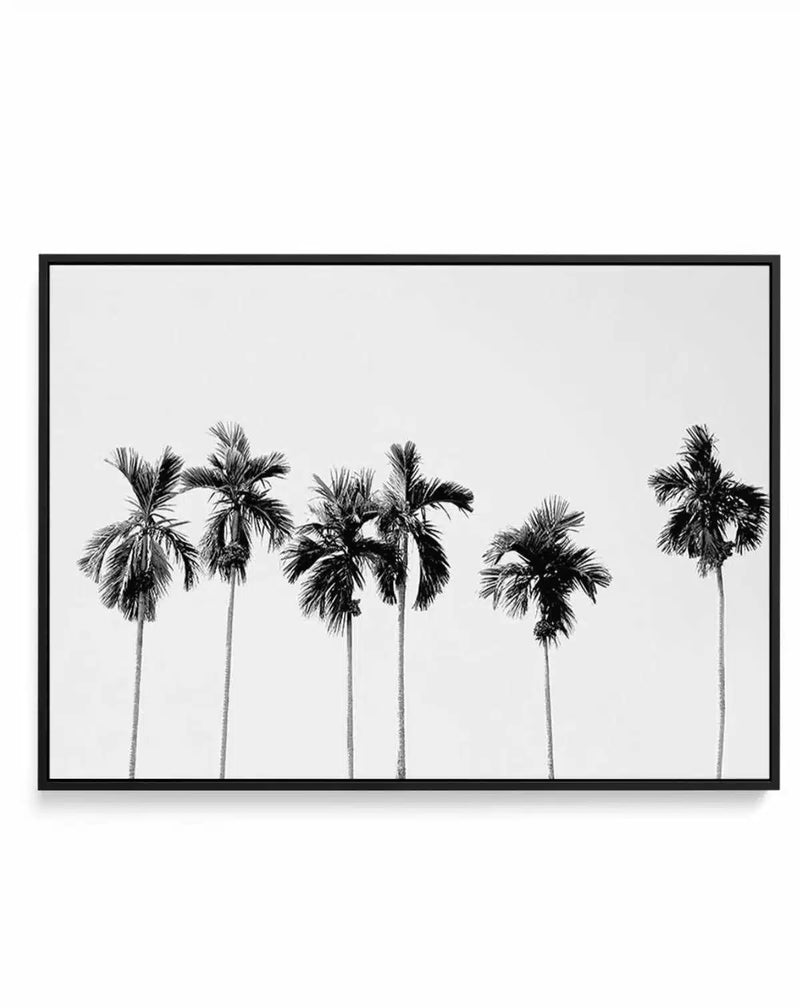 SALE 50x70 | Six Palms | Black | Framed Canvas