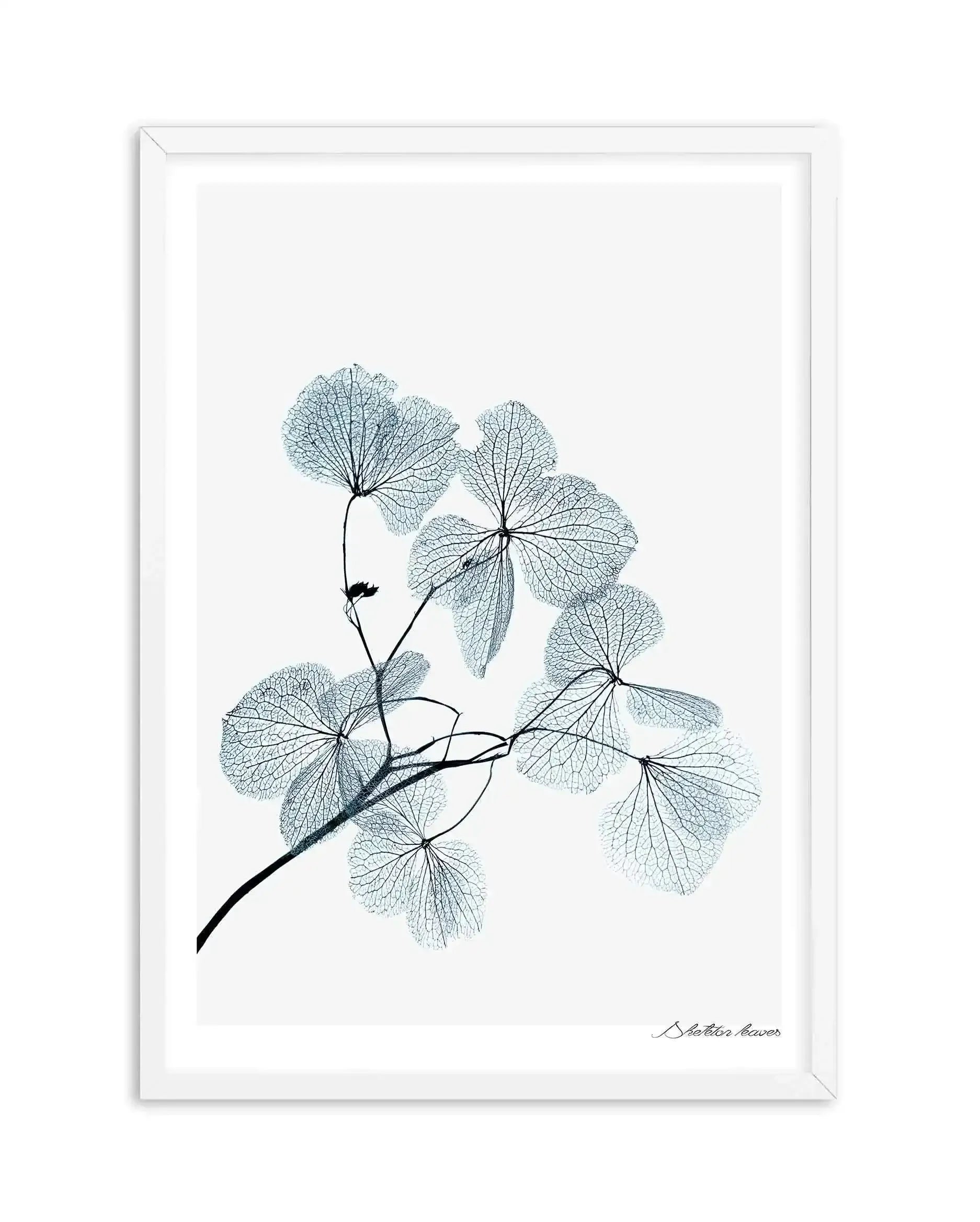 Skeleton Leaves Art Print-PRINT-Olive et Oriel-Olive et Oriel-A5 | 5.8" x 8.3" | 14.8 x 21cm-White-With White Border-Buy-Australian-Art-Prints-Online-with-Olive-et-Oriel-Your-Artwork-Specialists-Austrailia-Decorate-With-Coastal-Photo-Wall-Art-Prints-From-Our-Beach-House-Artwork-Collection-Fine-Poster-and-Framed-Artwork