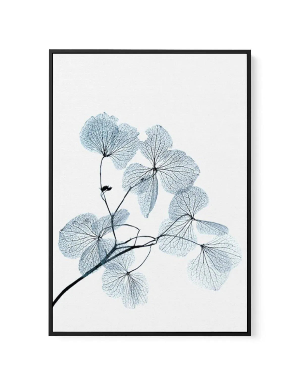 Skeleton Leaves | Framed Canvas-CANVAS-You can shop wall art online with Olive et Oriel for everything from abstract art to fun kids wall art. Our beautiful modern art prints and canvas art are available from large canvas prints to wall art paintings and our proudly Australian artwork collection offers only the highest quality framed large wall art and canvas art Australia - You can buy fashion photography prints or Hampton print posters and paintings on canvas from Olive et Oriel and have them 