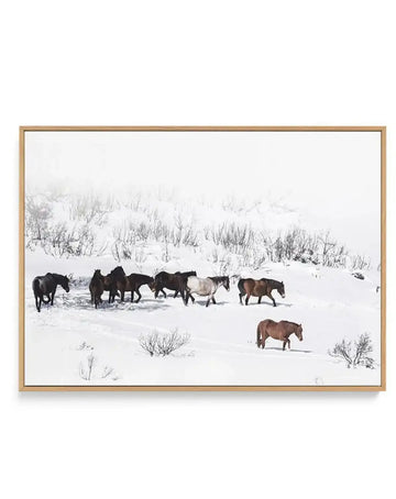 Snowy Mountains Brumbies I | Framed Canvas Art Print art print