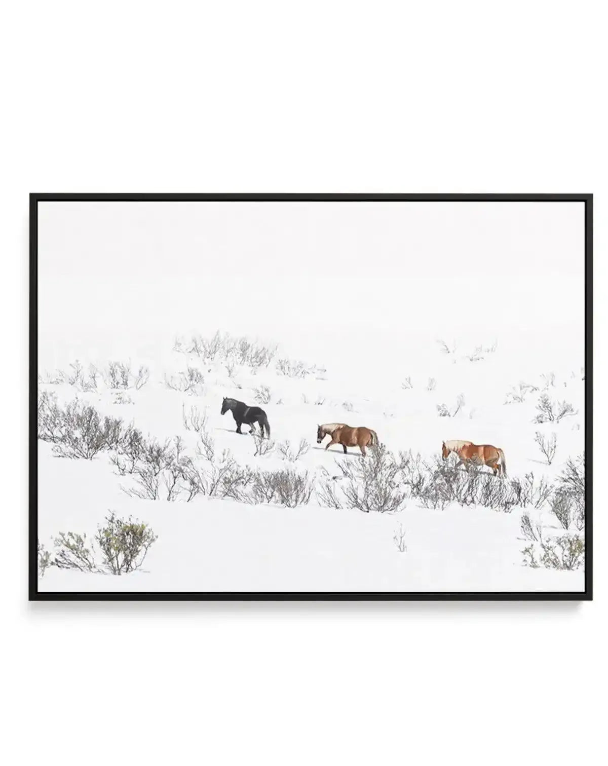 Snowy Mountains Brumbies II | Framed Canvas-CANVAS-You can shop wall art online with Olive et Oriel for everything from abstract art to fun kids wall art. Our beautiful modern art prints and canvas art are available from large canvas prints to wall art paintings and our proudly Australian artwork collection offers only the highest quality framed large wall art and canvas art Australia - You can buy fashion photography prints or Hampton print posters and paintings on canvas from Olive et Oriel an