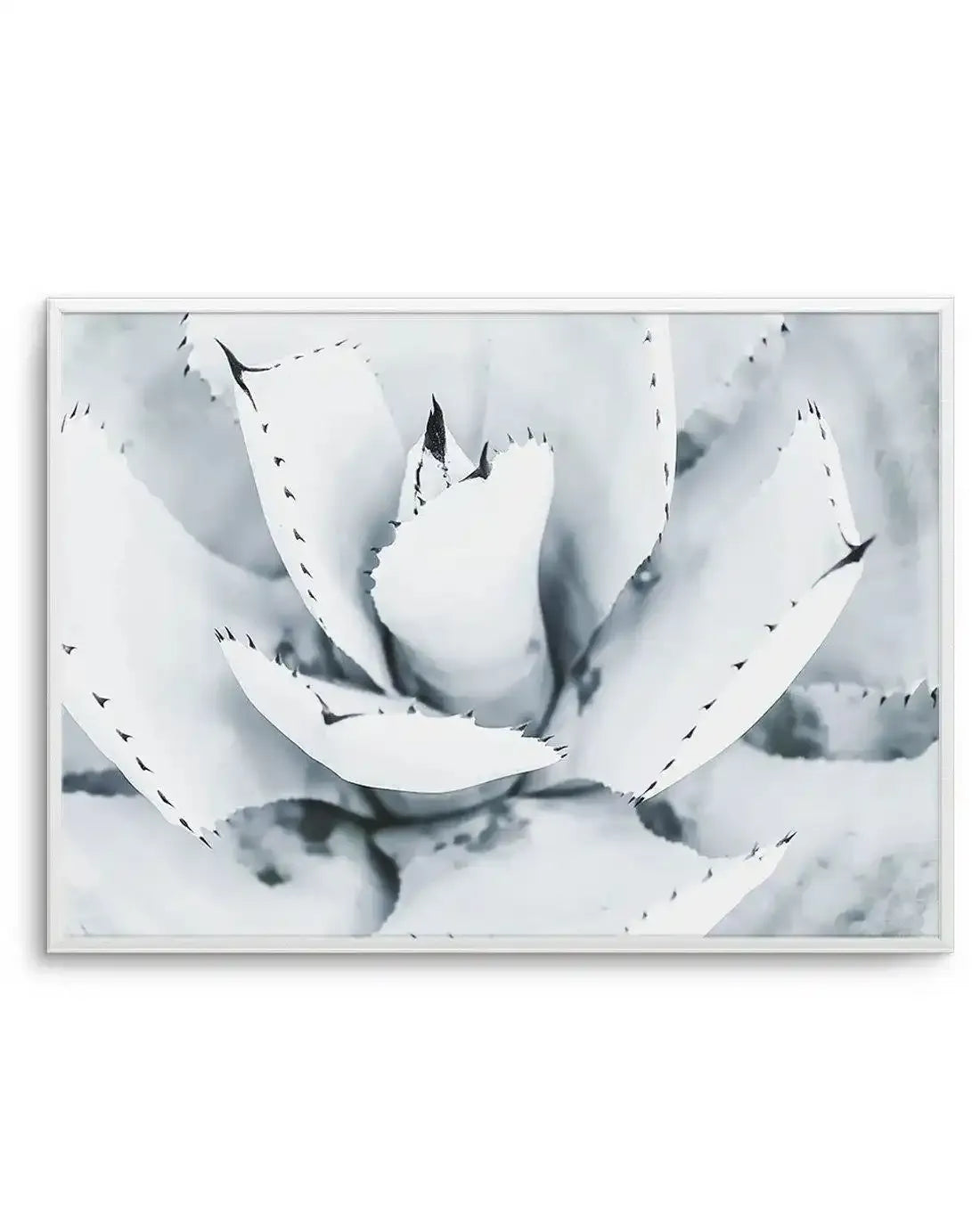 Succulent B&W Art Print-PRINT-Olive et Oriel-Olive et Oriel-A5 | 5.8" x 8.3" | 14.8 x 21cm-Unframed Art Print-With White Border-Buy-Australian-Art-Prints-Online-with-Olive-et-Oriel-Your-Artwork-Specialists-Austrailia-Decorate-With-Coastal-Photo-Wall-Art-Prints-From-Our-Beach-House-Artwork-Collection-Fine-Poster-and-Framed-Artwork