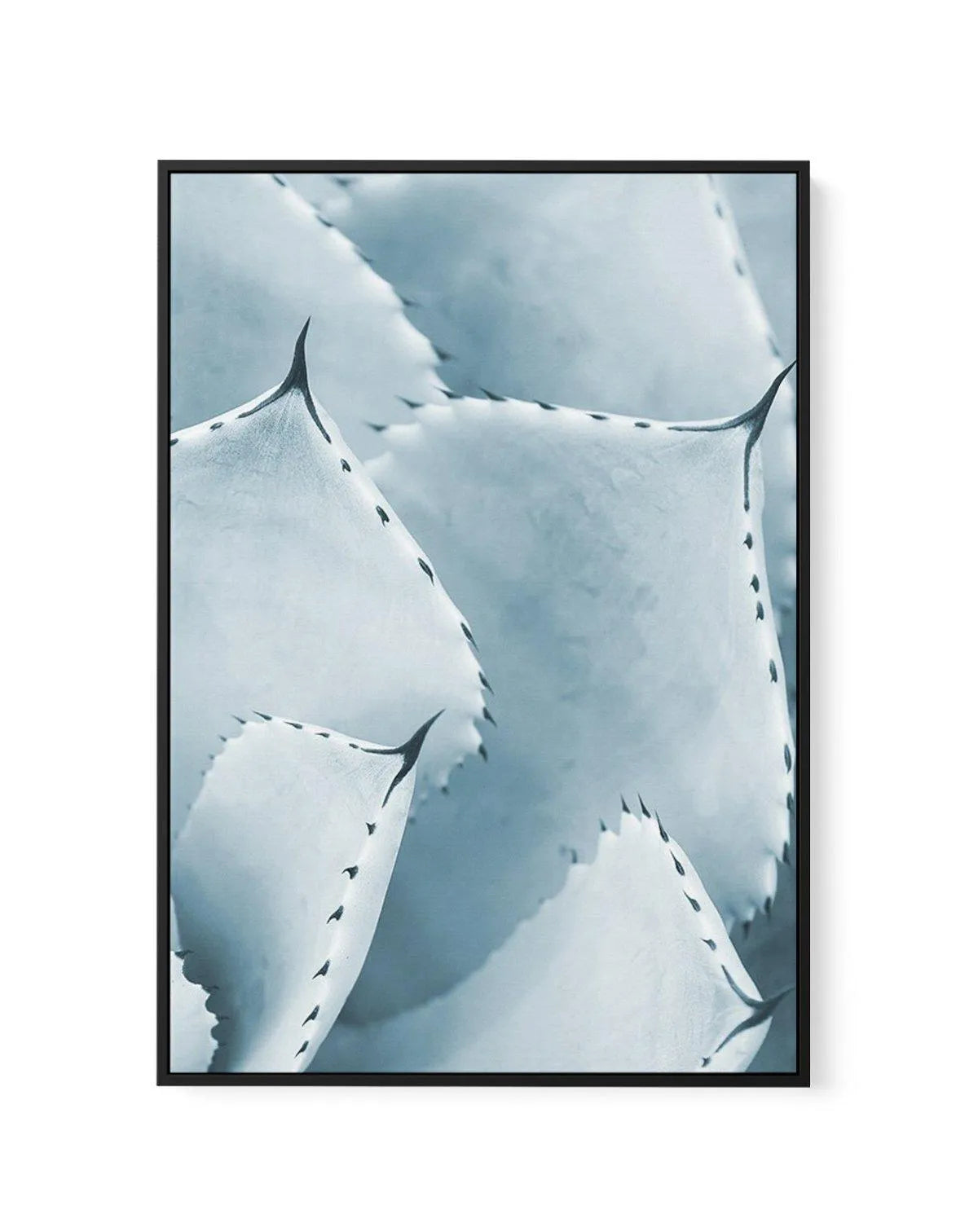 Succulent III | PT | Framed Canvas-CANVAS-You can shop wall art online with Olive et Oriel for everything from abstract art to fun kids wall art. Our beautiful modern art prints and canvas art are available from large canvas prints to wall art paintings and our proudly Australian artwork collection offers only the highest quality framed large wall art and canvas art Australia - You can buy fashion photography prints or Hampton print posters and paintings on canvas from Olive et Oriel and have th