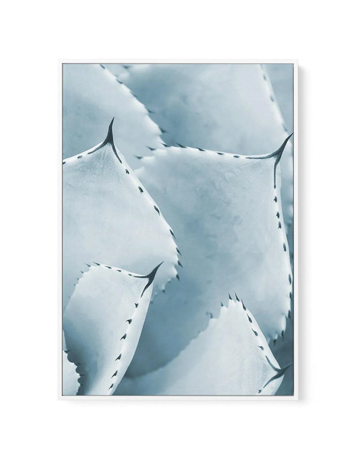 Succulent III | PT | Framed Canvas-CANVAS-You can shop wall art online with Olive et Oriel for everything from abstract art to fun kids wall art. Our beautiful modern art prints and canvas art are available from large canvas prints to wall art paintings and our proudly Australian artwork collection offers only the highest quality framed large wall art and canvas art Australia - You can buy fashion photography prints or Hampton print posters and paintings on canvas from Olive et Oriel and have th