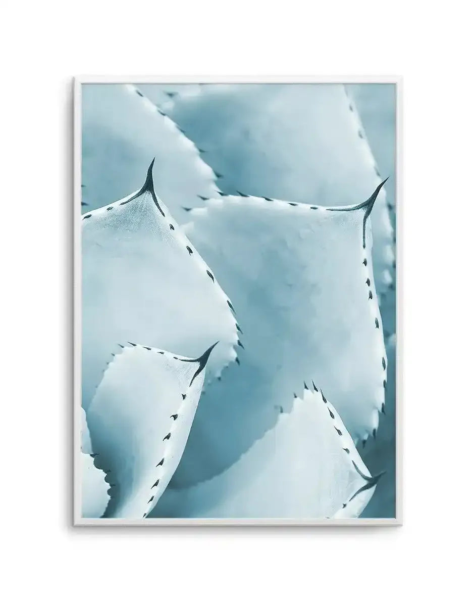 Succulent III | PT Art Print-PRINT-Olive et Oriel-Olive et Oriel-A5 | 5.8" x 8.3" | 14.8 x 21cm-Unframed Art Print-With White Border-Buy-Australian-Art-Prints-Online-with-Olive-et-Oriel-Your-Artwork-Specialists-Austrailia-Decorate-With-Coastal-Photo-Wall-Art-Prints-From-Our-Beach-House-Artwork-Collection-Fine-Poster-and-Framed-Artwork