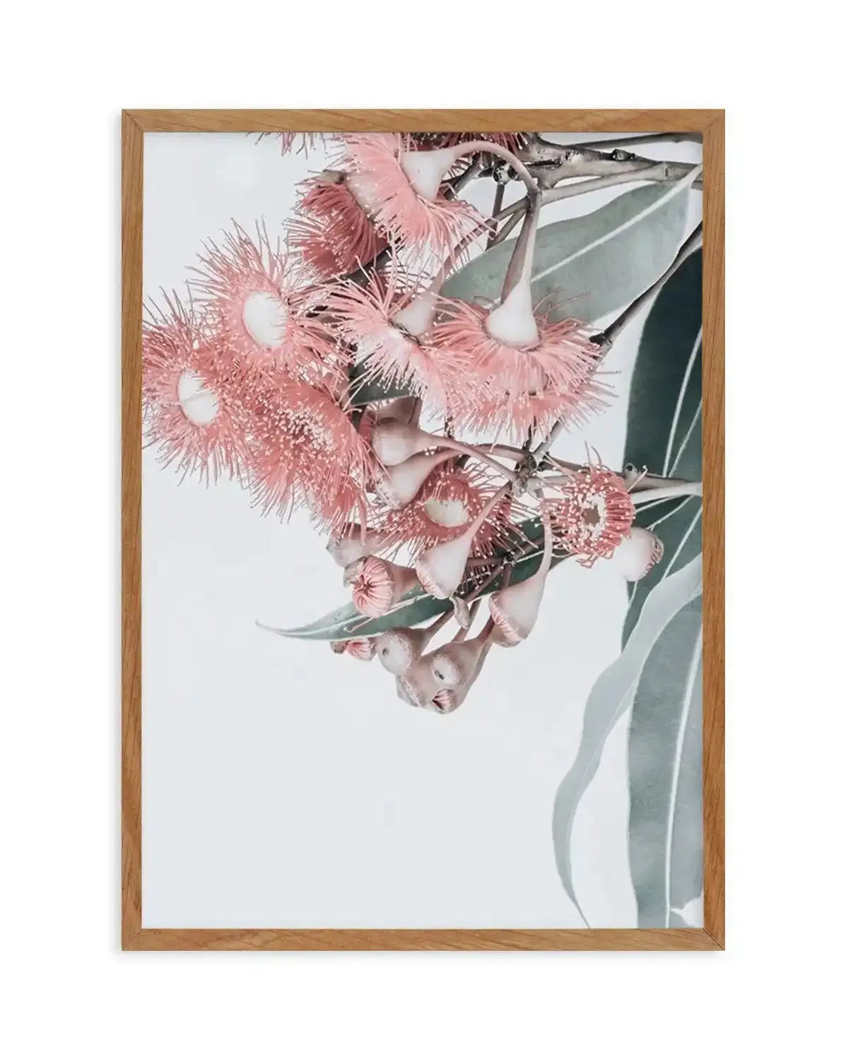 Summer Eucalyptus Art Print-PRINT-Olive et Oriel-Olive et Oriel-50x70 cm | 19.6" x 27.5"-Walnut-With White Border-Buy-Australian-Art-Prints-Online-with-Olive-et-Oriel-Your-Artwork-Specialists-Austrailia-Decorate-With-Coastal-Photo-Wall-Art-Prints-From-Our-Beach-House-Artwork-Collection-Fine-Poster-and-Framed-Artwork