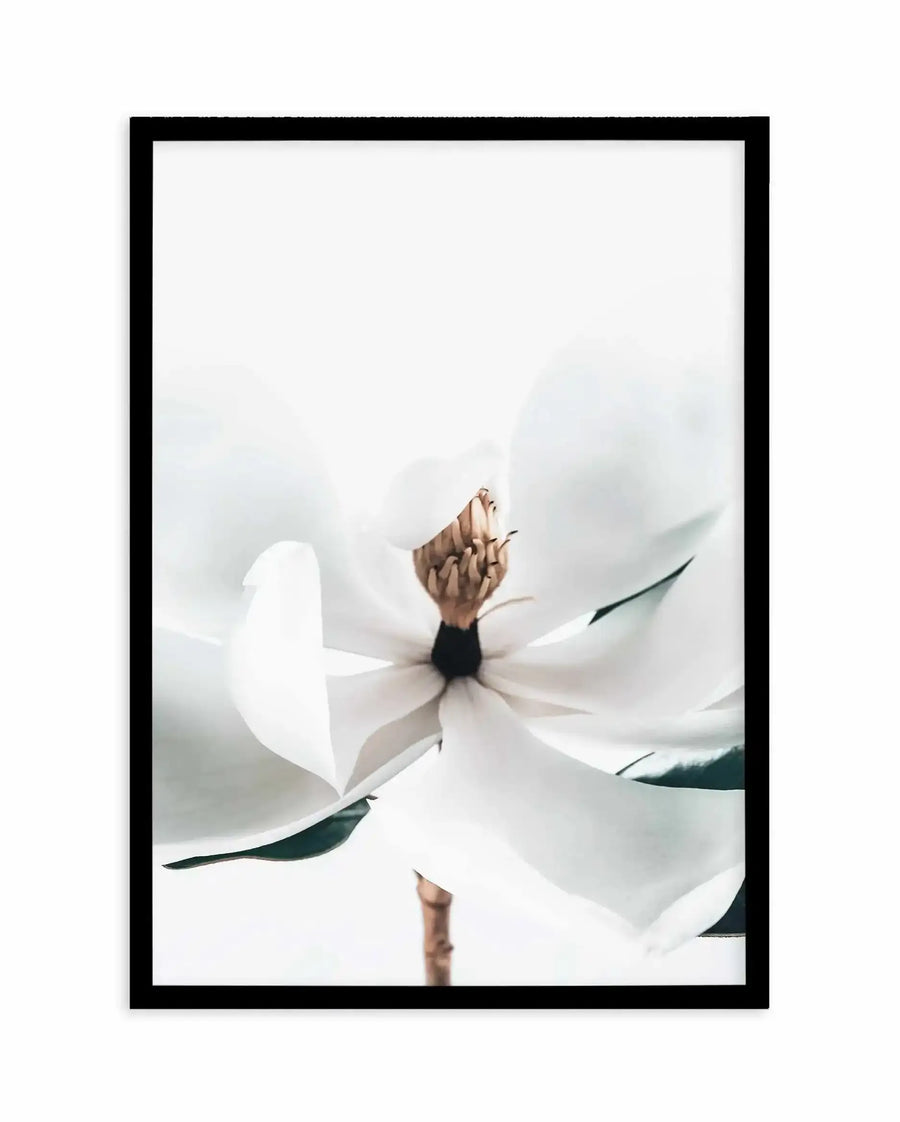 Summer Magnolia art print in black frame with white border, featuring a close-up photograph of a white magnolia flower with delicate petals, brown stamens at the center, and dark green leaves against a soft, blurred grey and white background. The minimalist composition emphasizes the flower's organic shape and soft, dreamy aesthetic with a naturalistic photographic style.