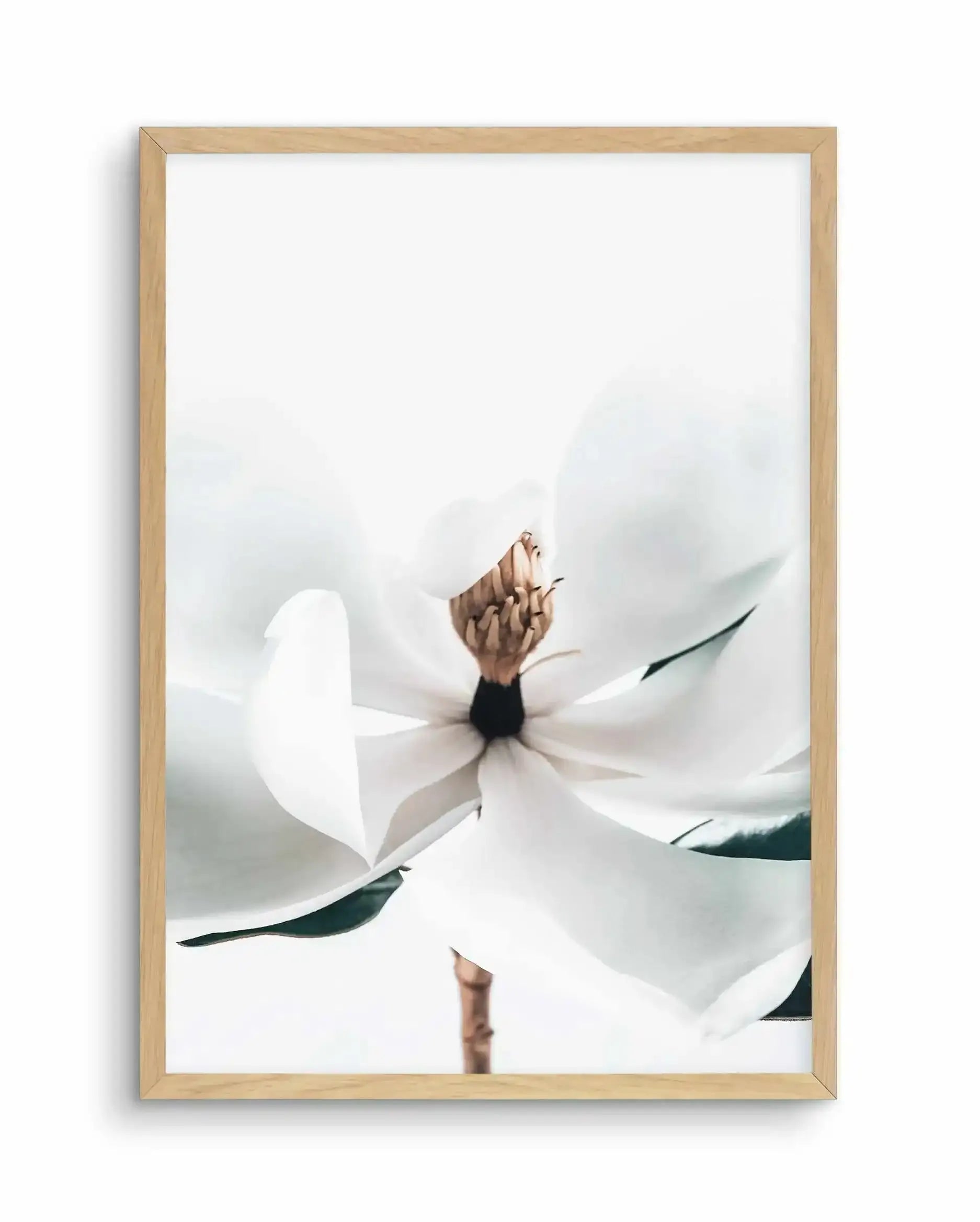 Summer Magnolia | PT Art Print-PRINT-Olive et Oriel-Olive et Oriel-A5 | 5.8" x 8.3" | 14.8 x 21cm-Oak-With White Border-Buy-Australian-Art-Prints-Online-with-Olive-et-Oriel-Your-Artwork-Specialists-Austrailia-Decorate-With-Coastal-Photo-Wall-Art-Prints-From-Our-Beach-House-Artwork-Collection-Fine-Poster-and-Framed-Artwork