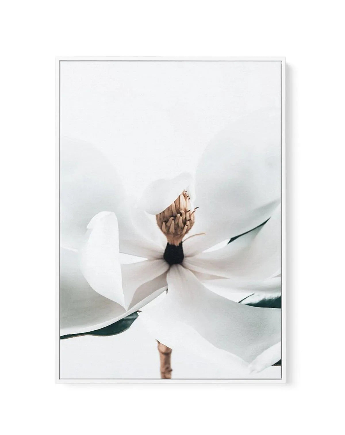 Summer Magnolia | PT | Framed Canvas-CANVAS-You can shop wall art online with Olive et Oriel for everything from abstract art to fun kids wall art. Our beautiful modern art prints and canvas art are available from large canvas prints to wall art paintings and our proudly Australian artwork collection offers only the highest quality framed large wall art and canvas art Australia - You can buy fashion photography prints or Hampton print posters and paintings on canvas from Olive et Oriel and have 