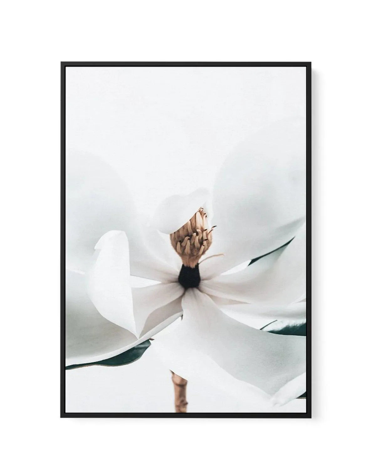 Summer Magnolia | PT | Framed Canvas-CANVAS-You can shop wall art online with Olive et Oriel for everything from abstract art to fun kids wall art. Our beautiful modern art prints and canvas art are available from large canvas prints to wall art paintings and our proudly Australian artwork collection offers only the highest quality framed large wall art and canvas art Australia - You can buy fashion photography prints or Hampton print posters and paintings on canvas from Olive et Oriel and have 