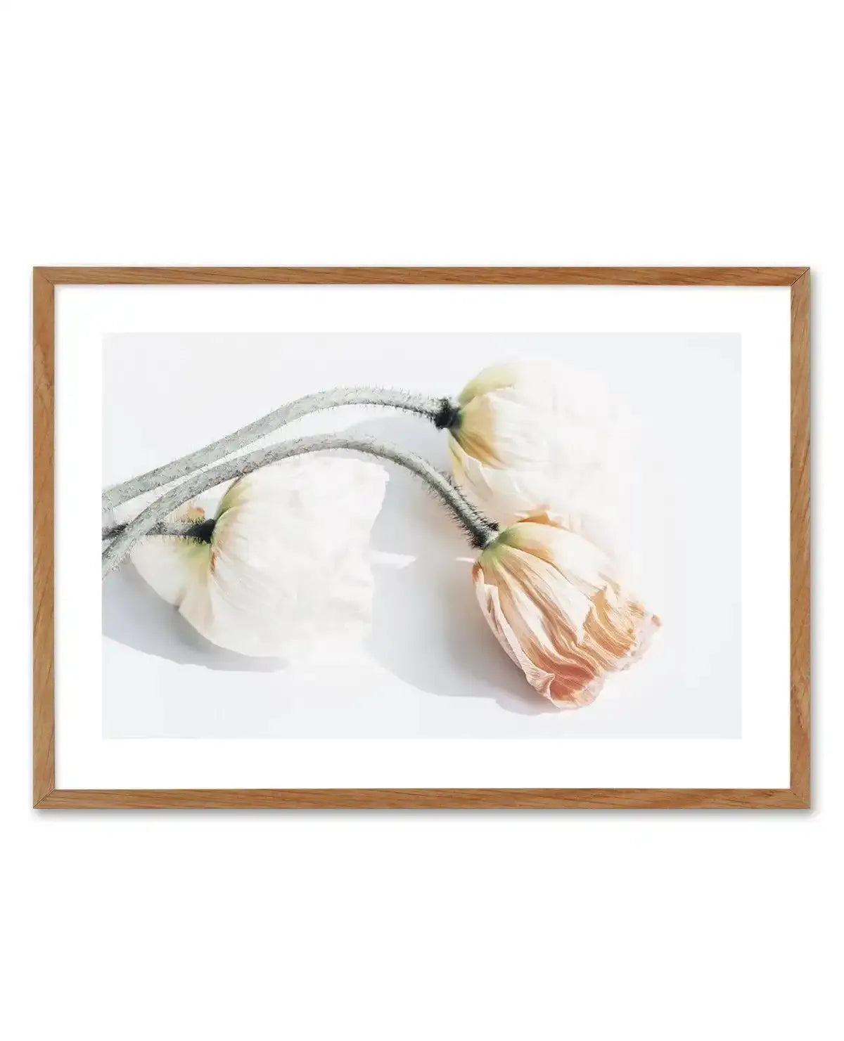 Summer Poppies II | LS Art Print-PRINT-Olive et Oriel-Olive et Oriel-50x70 cm | 19.6" x 27.5"-Walnut-With White Border-Buy-Australian-Art-Prints-Online-with-Olive-et-Oriel-Your-Artwork-Specialists-Austrailia-Decorate-With-Coastal-Photo-Wall-Art-Prints-From-Our-Beach-House-Artwork-Collection-Fine-Poster-and-Framed-Artwork