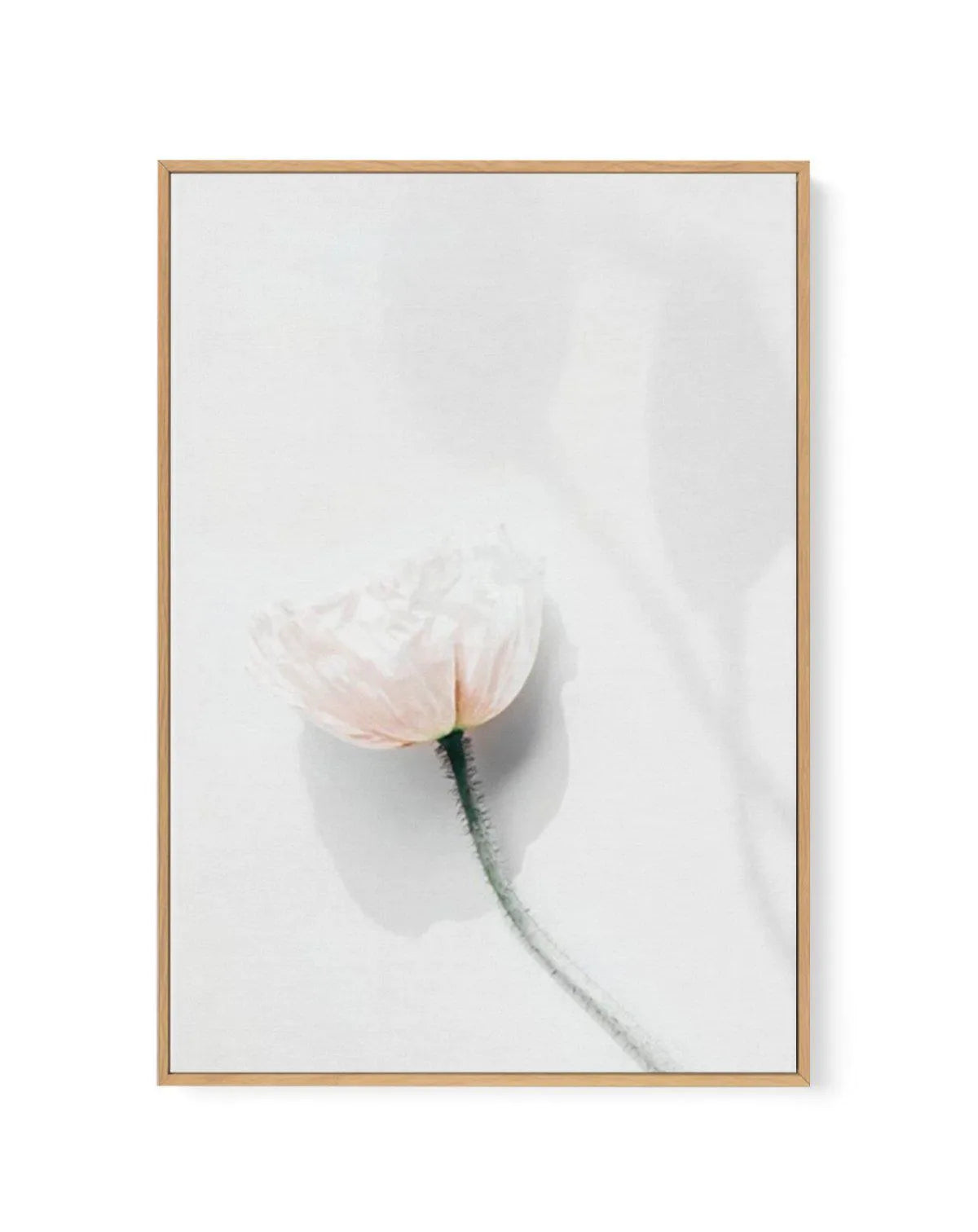 Summer Poppies IV | Framed Canvas-CANVAS-You can shop wall art online with Olive et Oriel for everything from abstract art to fun kids wall art. Our beautiful modern art prints and canvas art are available from large canvas prints to wall art paintings and our proudly Australian artwork collection offers only the highest quality framed large wall art and canvas art Australia - You can buy fashion photography prints or Hampton print posters and paintings on canvas from Olive et Oriel and have the