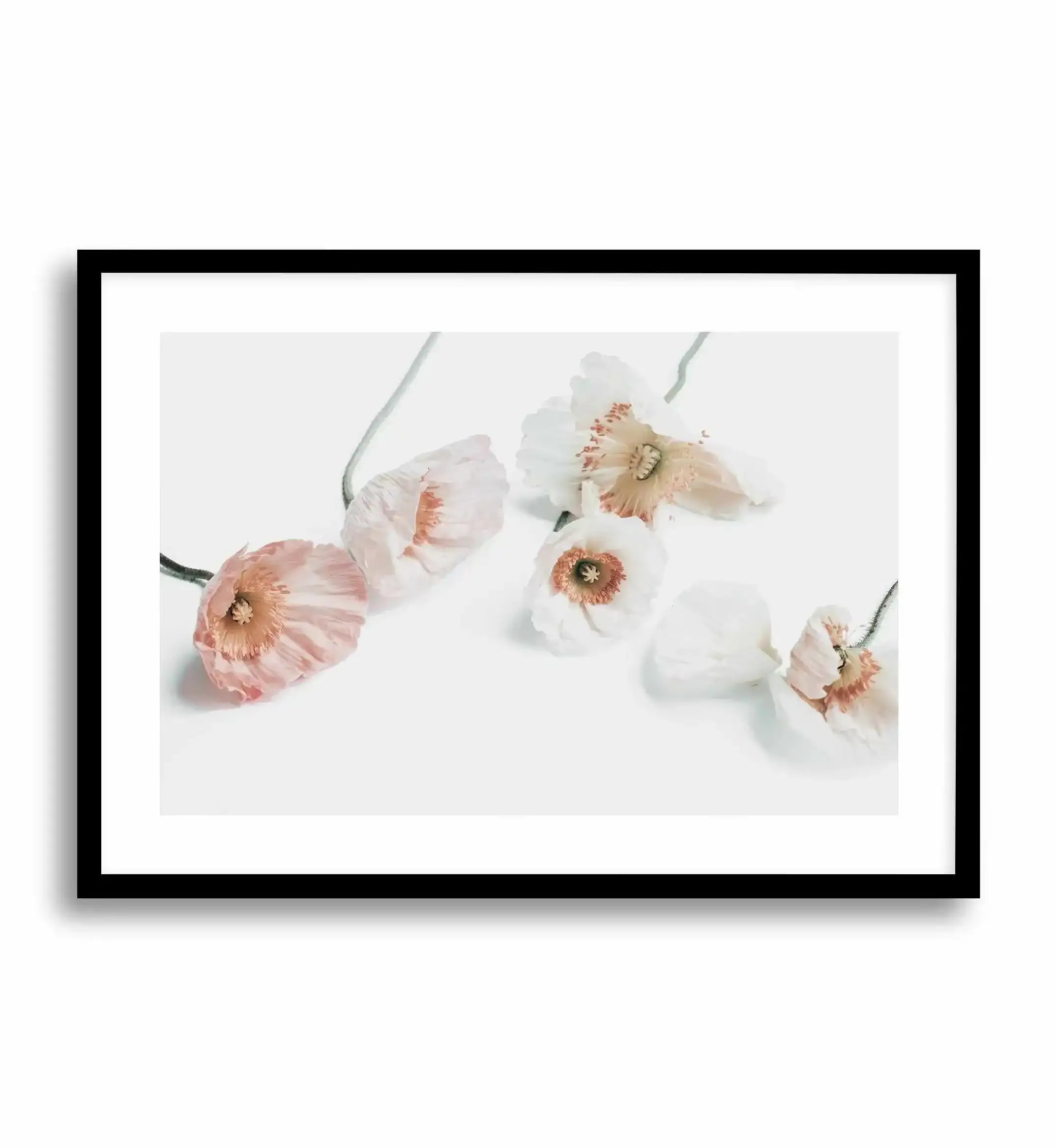 Summer Poppies I | LS Art Print-PRINT-Olive et Oriel-Olive et Oriel-A5 | 5.8" x 8.3" | 14.8 x 21cm-Black-With White Border-Buy-Australian-Art-Prints-Online-with-Olive-et-Oriel-Your-Artwork-Specialists-Austrailia-Decorate-With-Coastal-Photo-Wall-Art-Prints-From-Our-Beach-House-Artwork-Collection-Fine-Poster-and-Framed-Artwork