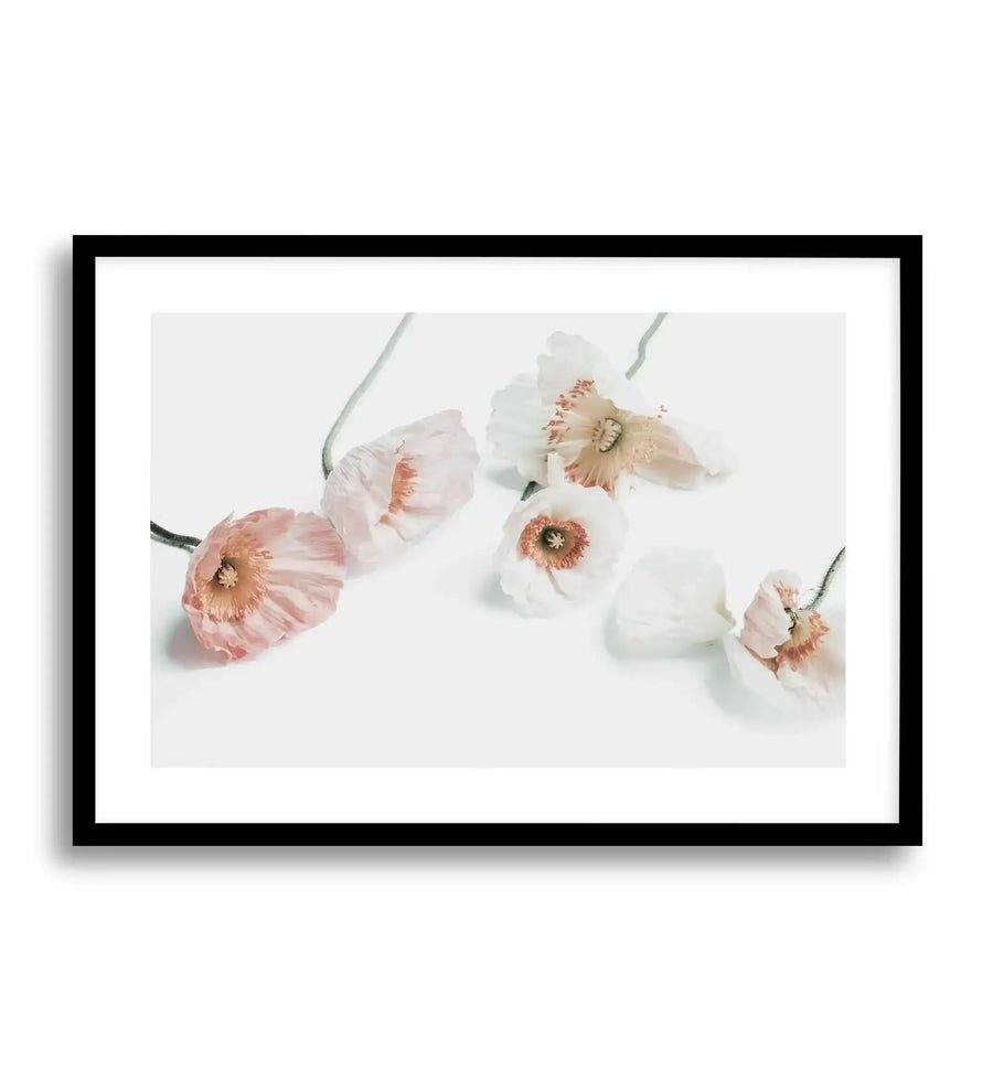 Framed art print featuring five delicate poppies with soft white and pale pink petals and coral-rose centers arranged against a light gray background. The flowers have thin green stems and display a watercolor painting style with translucent, layered petals. The artwork is displayed in a black frame with a white border.