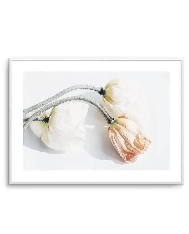 Framed art print showing two delicate poppy flowers with cream and pale peach petals against a soft white background. The flowers droop gracefully from a slender gray-green stem with fine hair-like texture. One bloom faces left with petals fully open, while the second curves downward with warm peachy-orange tones visible on the inner petals. Soft shadows beneath the flowers create subtle depth. The watercolor-style artwork is displayed in a silver-toned frame with a white border.