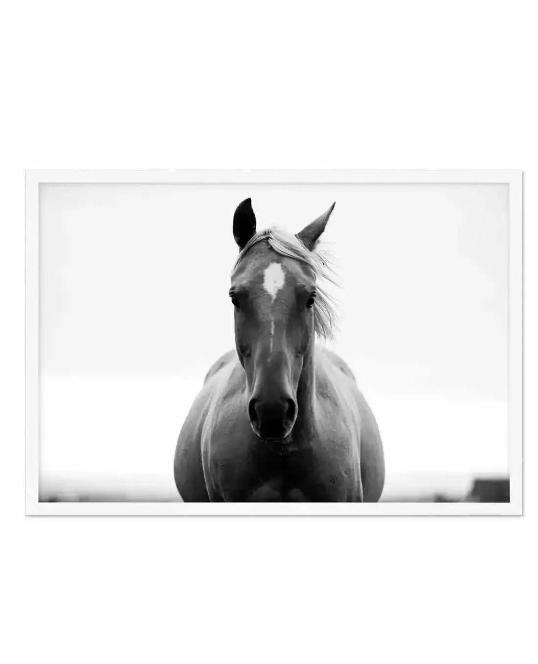 The Stare Art Print-PRINT-Olive et Oriel-Olive et Oriel-A5 | 5.8" x 8.3" | 14.8 x 21cm-White-With White Border-Buy-Australian-Art-Prints-Online-with-Olive-et-Oriel-Your-Artwork-Specialists-Austrailia-Decorate-With-Coastal-Photo-Wall-Art-Prints-From-Our-Beach-House-Artwork-Collection-Fine-Poster-and-Framed-Artwork