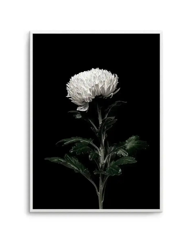 Framed black and white photograph of a white chrysanthemum flower with a dark background, displayed in a white frame with a white border. The flower is centered in the frame, with its delicate petals and dark stem clearly visible against the deep black background.