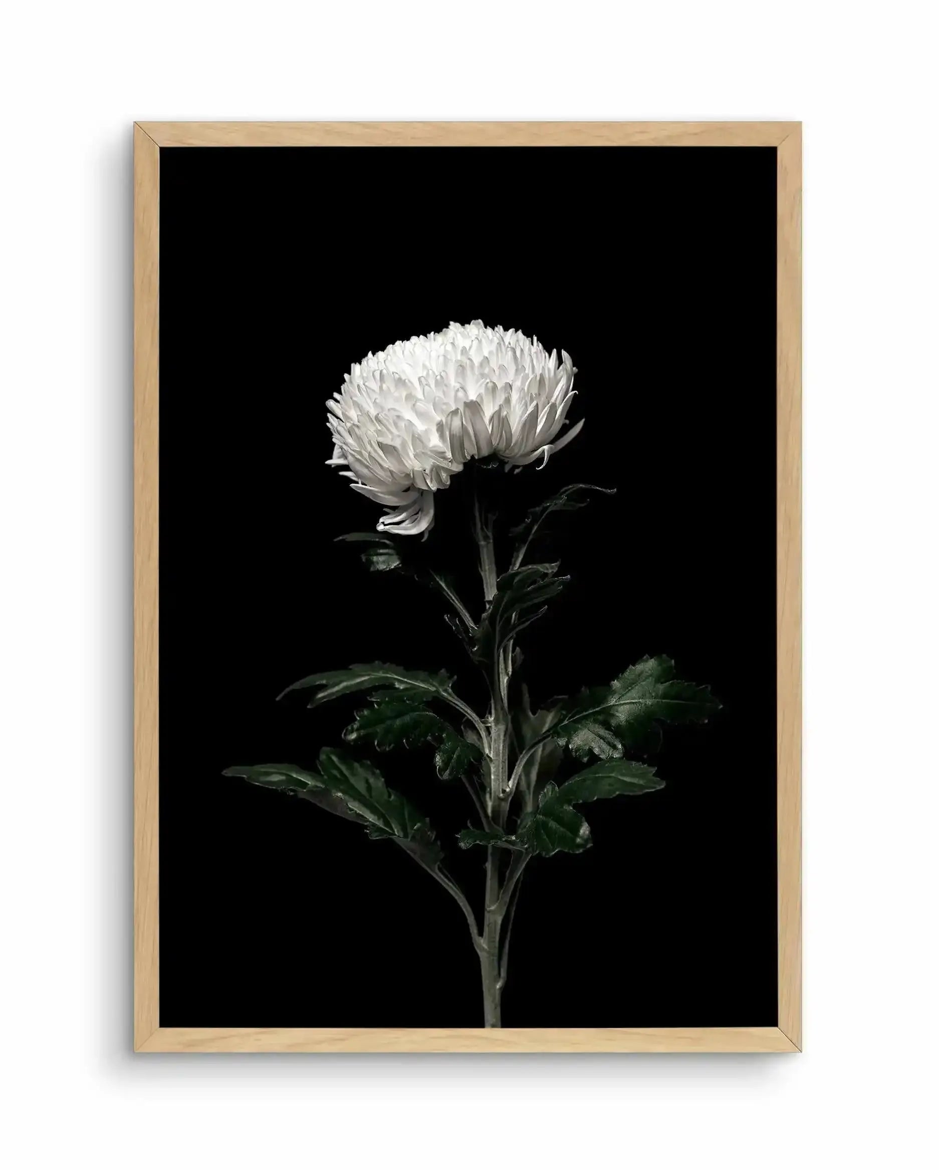 The White Flower | PT Art Print-PRINT-Olive et Oriel-Olive et Oriel-A4 | 8.3" x 11.7" | 21 x 29.7cm-Oak-With White Border-Buy-Australian-Art-Prints-Online-with-Olive-et-Oriel-Your-Artwork-Specialists-Austrailia-Decorate-With-Coastal-Photo-Wall-Art-Prints-From-Our-Beach-House-Artwork-Collection-Fine-Poster-and-Framed-Artwork