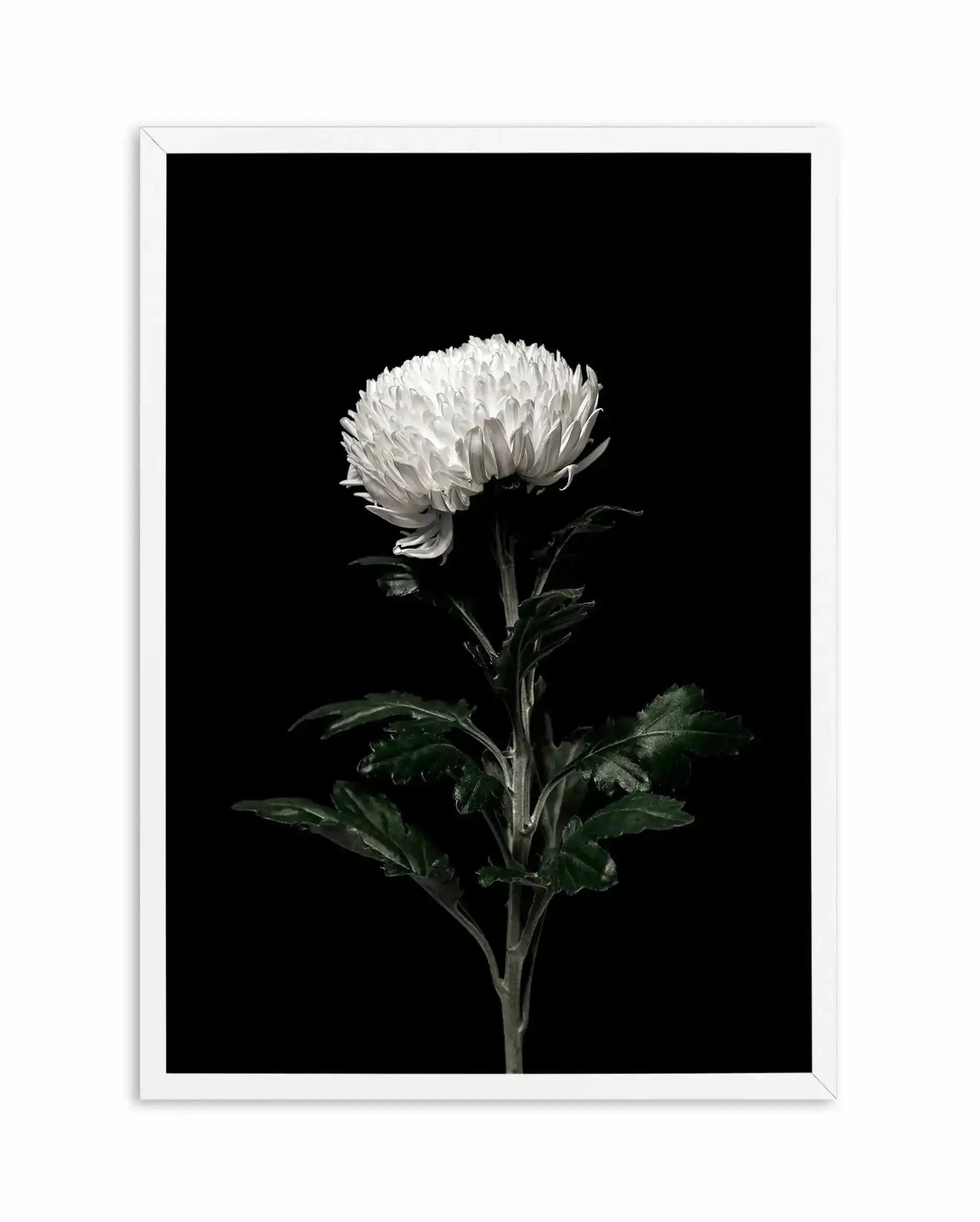 The White Flower | PT Art Print-PRINT-Olive et Oriel-Olive et Oriel-A4 | 8.3" x 11.7" | 21 x 29.7cm-White-With White Border-Buy-Australian-Art-Prints-Online-with-Olive-et-Oriel-Your-Artwork-Specialists-Austrailia-Decorate-With-Coastal-Photo-Wall-Art-Prints-From-Our-Beach-House-Artwork-Collection-Fine-Poster-and-Framed-Artwork