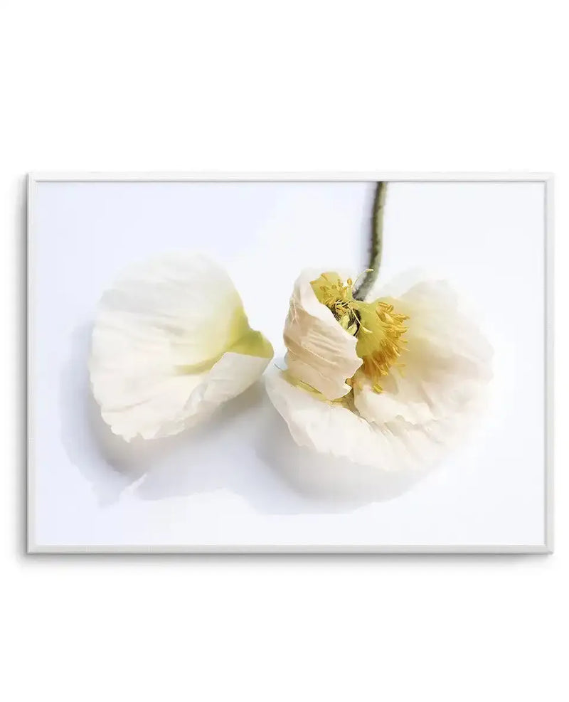 Framed art print featuring a soft-focus photograph of white poppy flowers with delicate, ruffled petals and a bright yellow center against a pale background. The flowers appear translucent with subtle shadows, creating a ethereal quality. One bloom is in sharp focus on the right while others are softly blurred on the left. The image is set in a light gray frame with a white border.