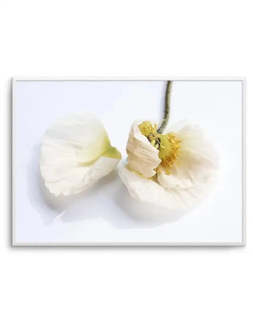 The White Poppy Art Print-PRINT-Olive et Oriel-Olive et Oriel-A5 | 5.8" x 8.3" | 14.8 x 21cm-Unframed Art Print-With White Border-Buy-Australian-Art-Prints-Online-with-Olive-et-Oriel-Your-Artwork-Specialists-Austrailia-Decorate-With-Coastal-Photo-Wall-Art-Prints-From-Our-Beach-House-Artwork-Collection-Fine-Poster-and-Framed-Artwork