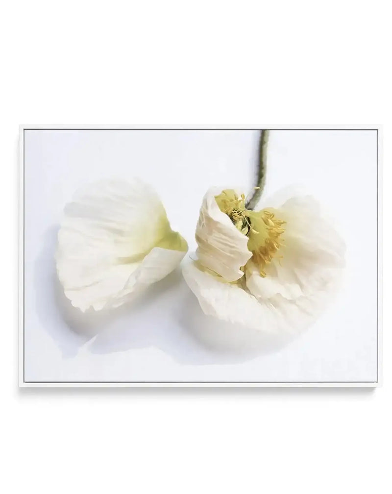 The White Poppy | Framed Canvas-CANVAS-You can shop wall art online with Olive et Oriel for everything from abstract art to fun kids wall art. Our beautiful modern art prints and canvas art are available from large canvas prints to wall art paintings and our proudly Australian artwork collection offers only the highest quality framed large wall art and canvas art Australia - You can buy fashion photography prints or Hampton print posters and paintings on canvas from Olive et Oriel and have them 