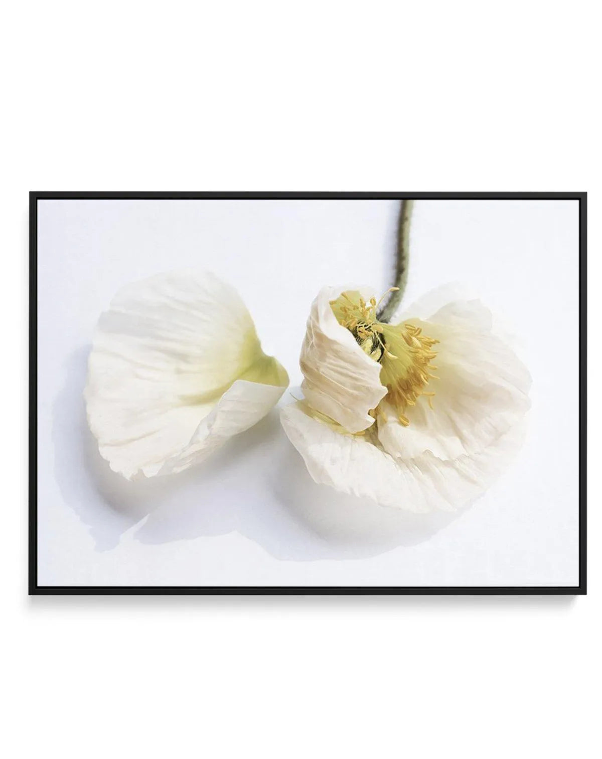 The White Poppy | Framed Canvas-CANVAS-You can shop wall art online with Olive et Oriel for everything from abstract art to fun kids wall art. Our beautiful modern art prints and canvas art are available from large canvas prints to wall art paintings and our proudly Australian artwork collection offers only the highest quality framed large wall art and canvas art Australia - You can buy fashion photography prints or Hampton print posters and paintings on canvas from Olive et Oriel and have them 