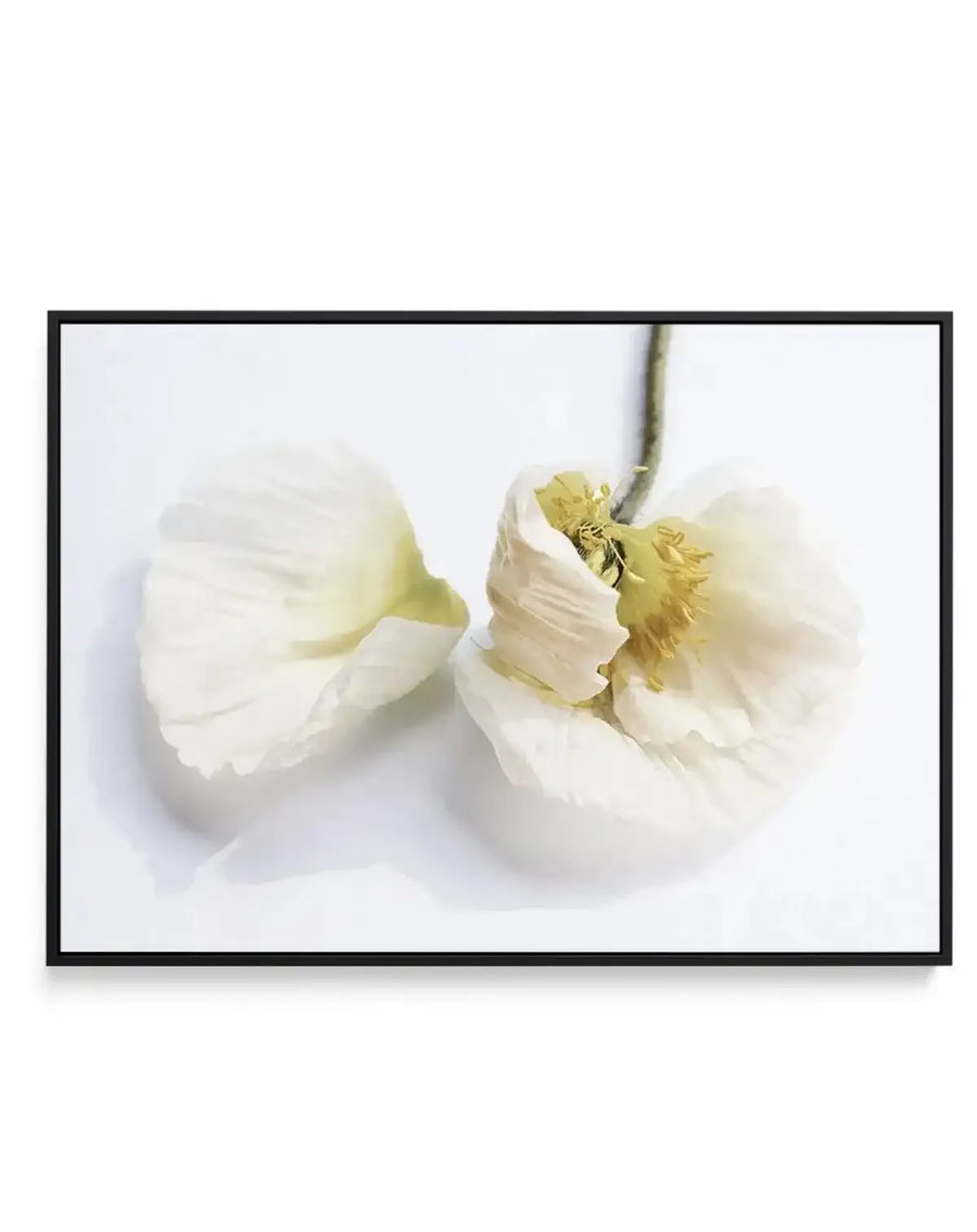 The White Poppy | Framed Canvas-CANVAS-You can shop wall art online with Olive et Oriel for everything from abstract art to fun kids wall art. Our beautiful modern art prints and canvas art are available from large canvas prints to wall art paintings and our proudly Australian artwork collection offers only the highest quality framed large wall art and canvas art Australia - You can buy fashion photography prints or Hampton print posters and paintings on canvas from Olive et Oriel and have them 